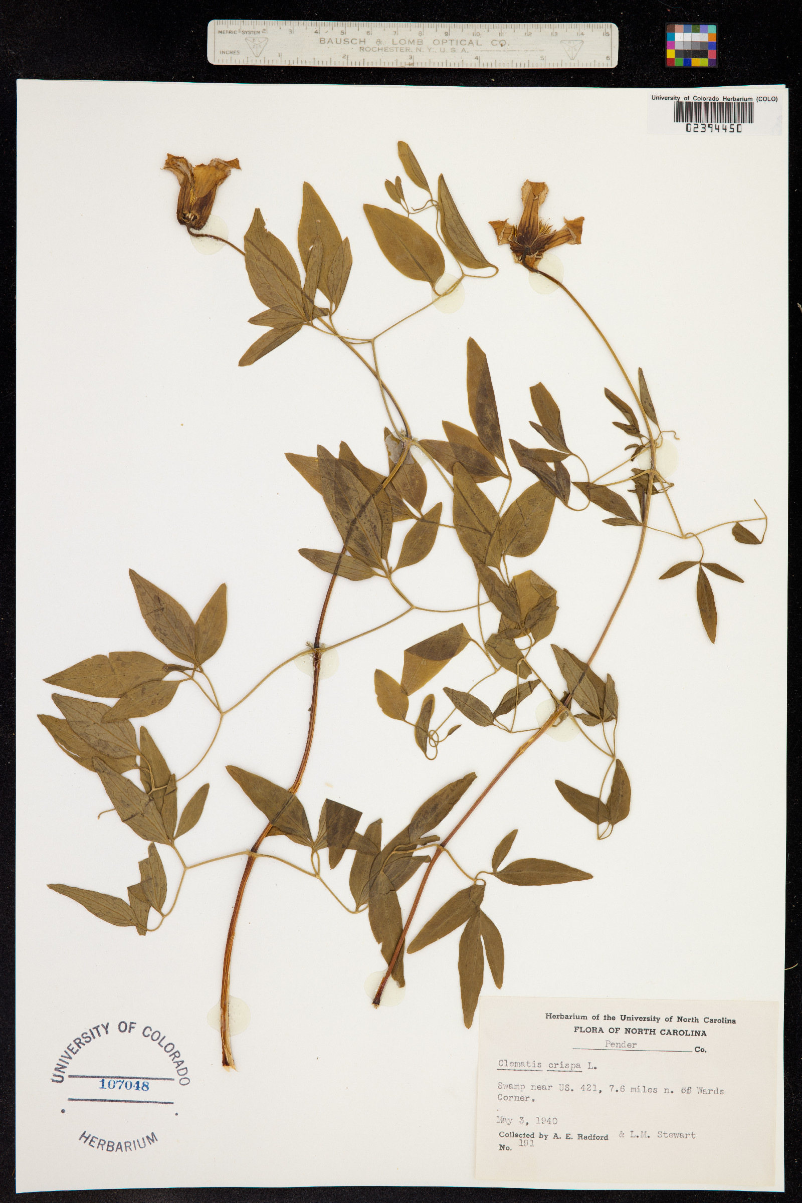 Clematis crispa image