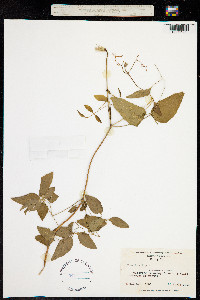 Coriflora crispa image