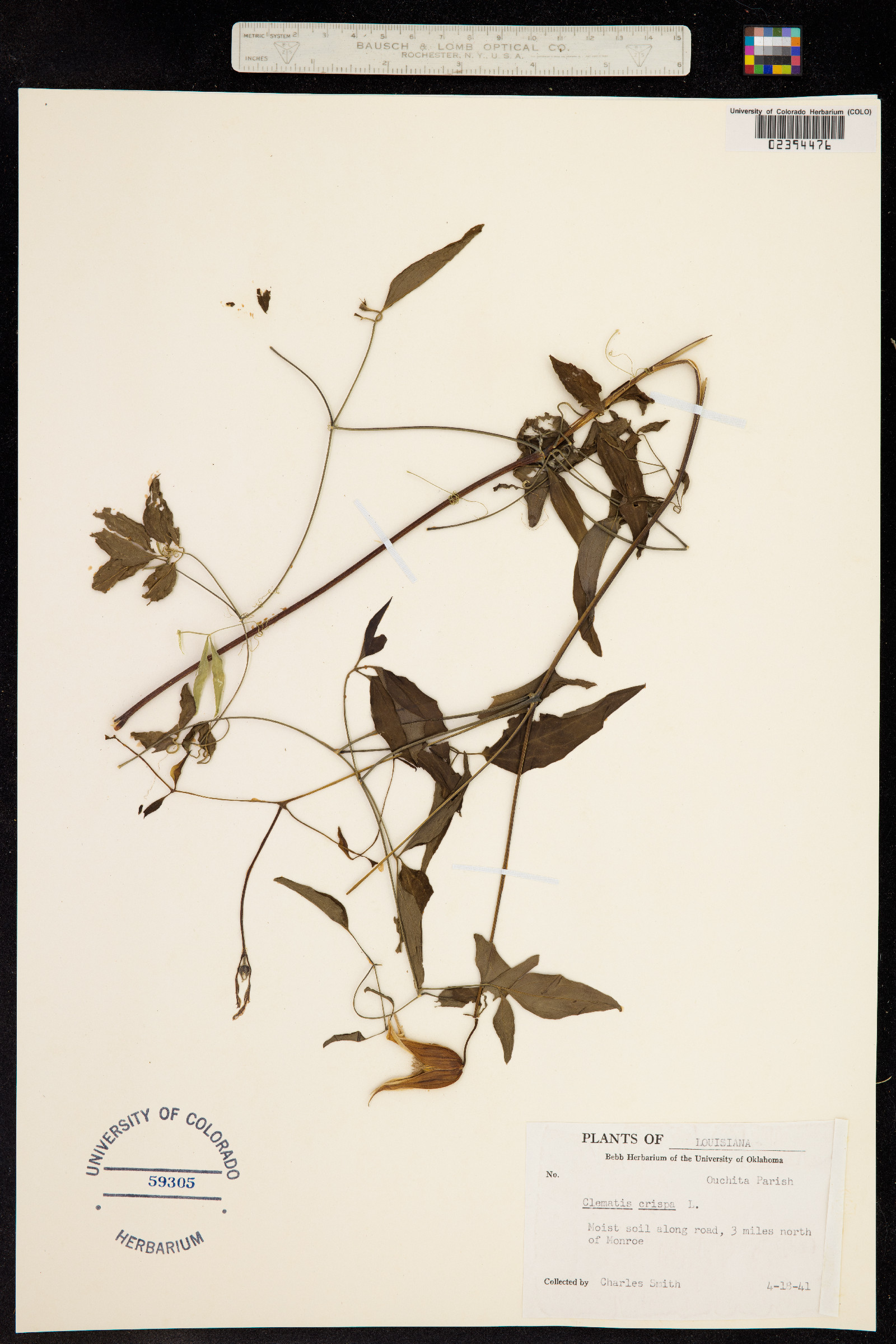 Clematis crispa image