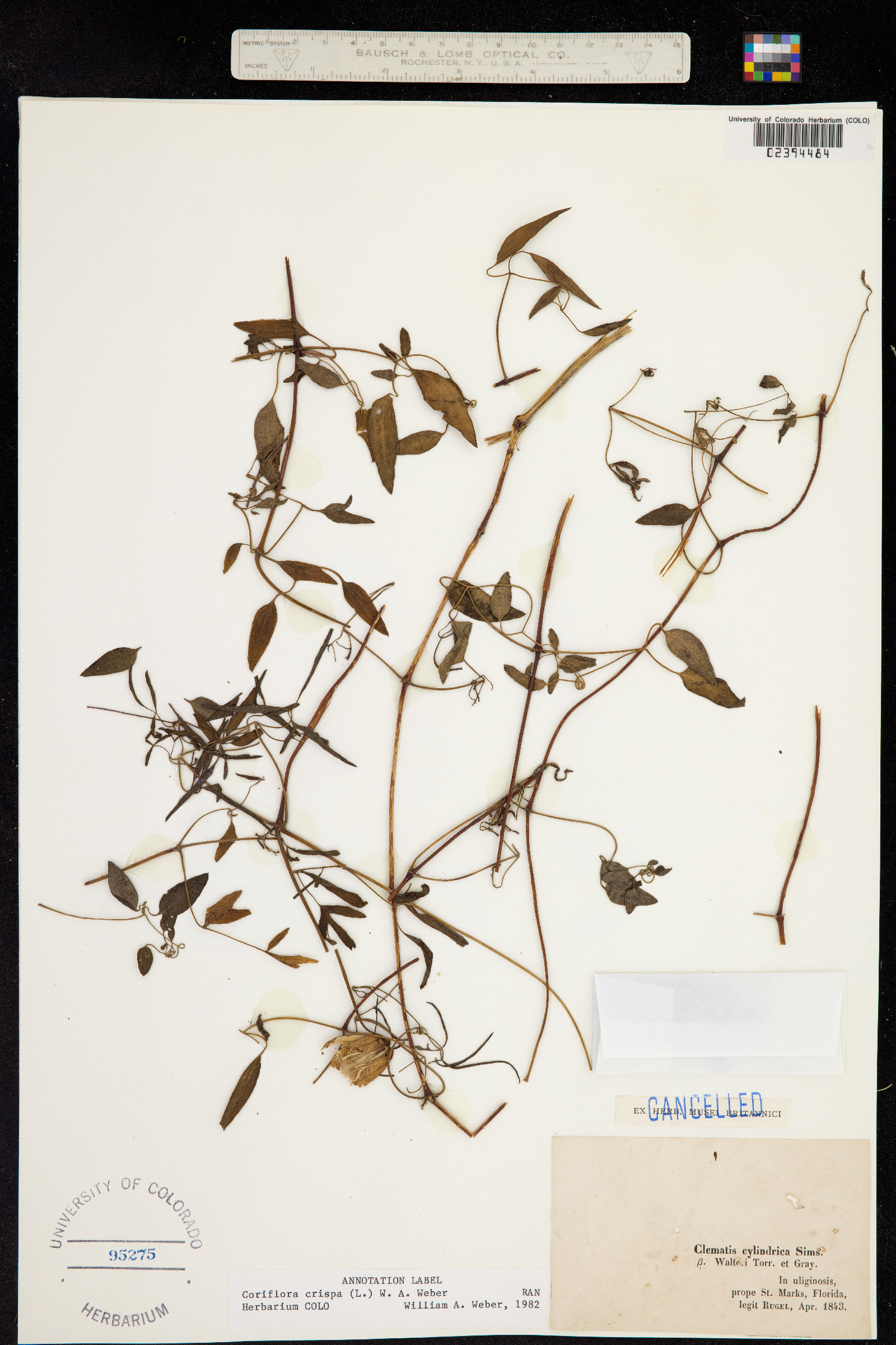 Clematis crispa image