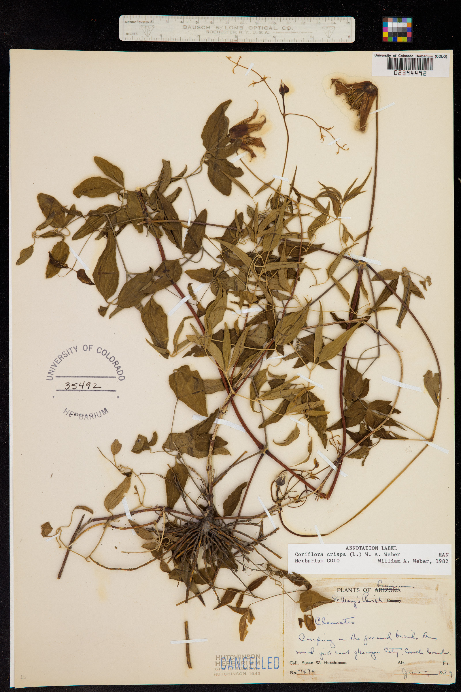 Clematis crispa image
