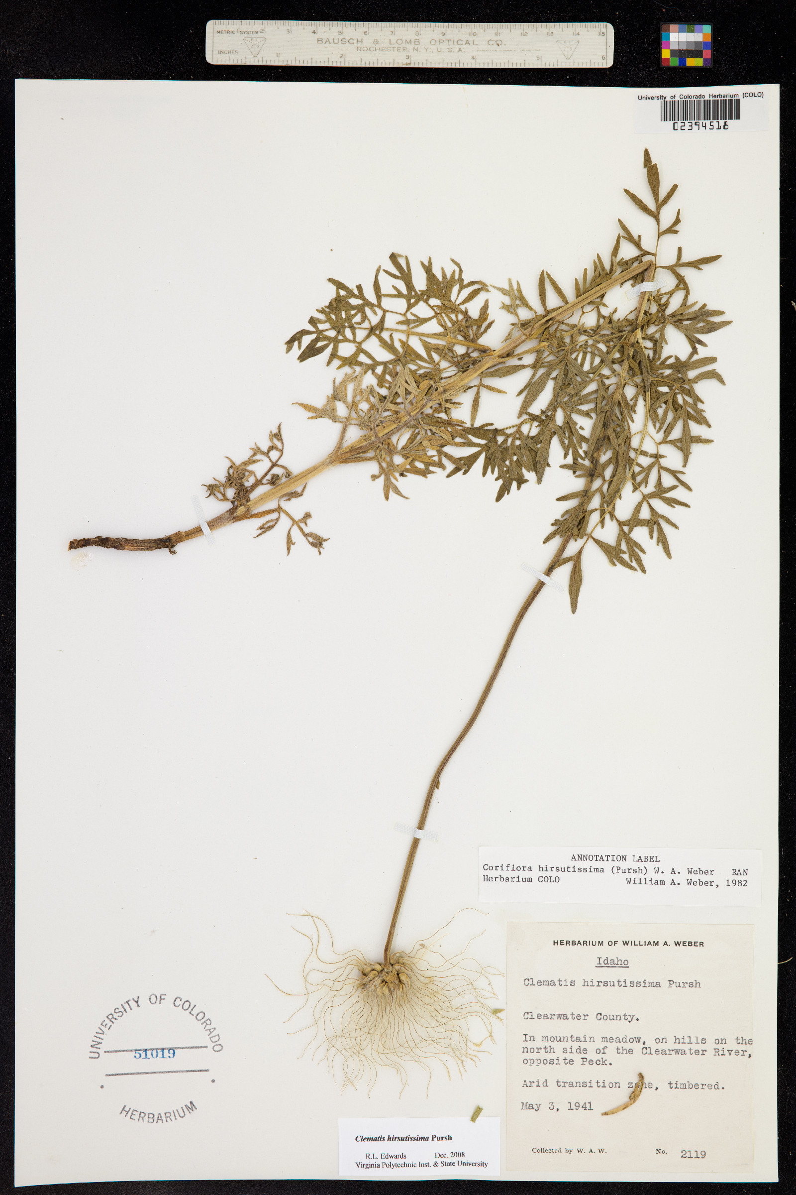 Clematis hirsutissima var. hirsutissima image