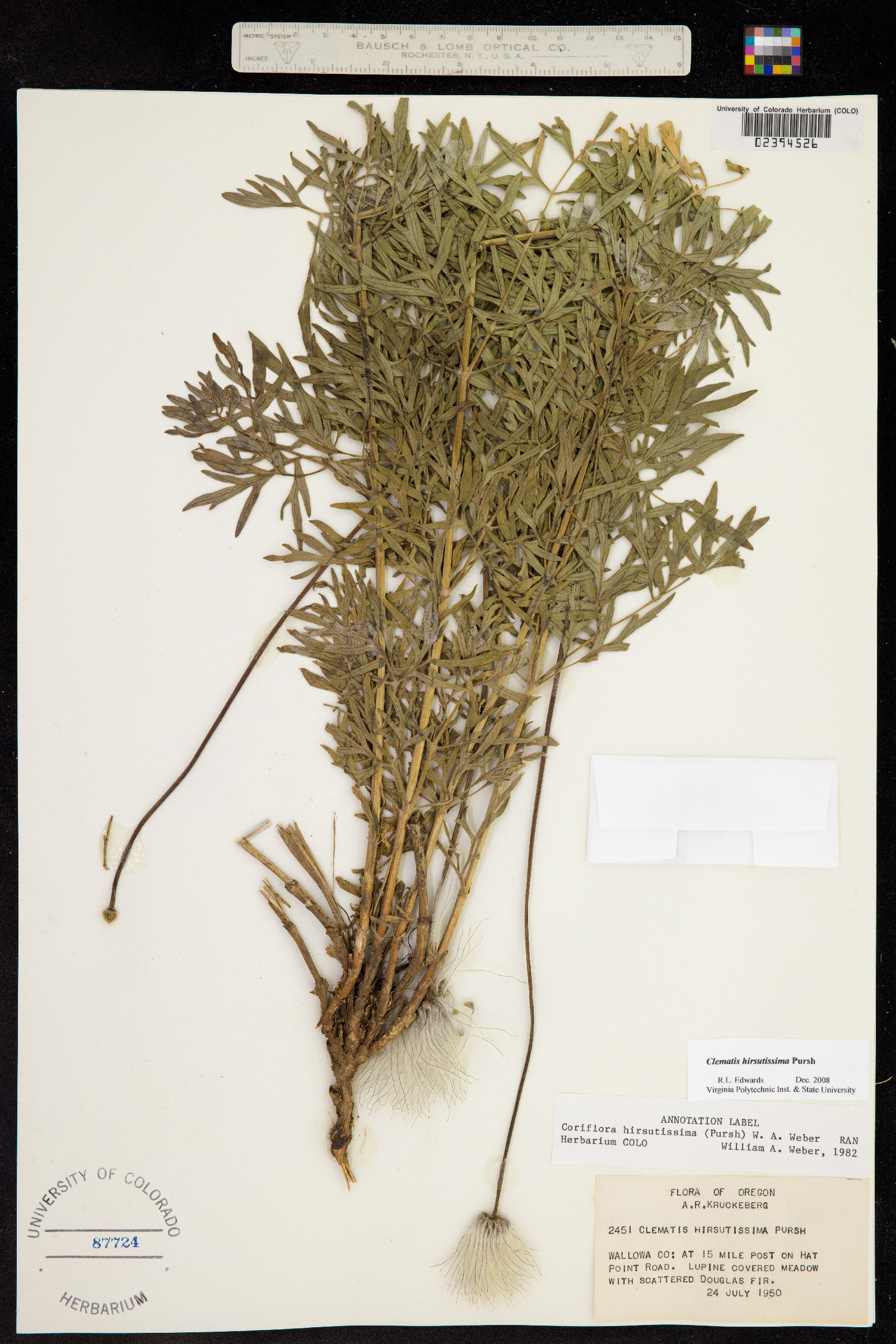 Clematis hirsutissima var. hirsutissima image