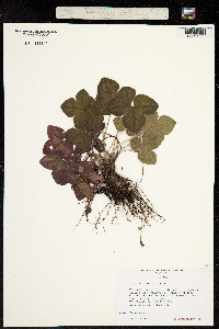 Image of Anemone americana