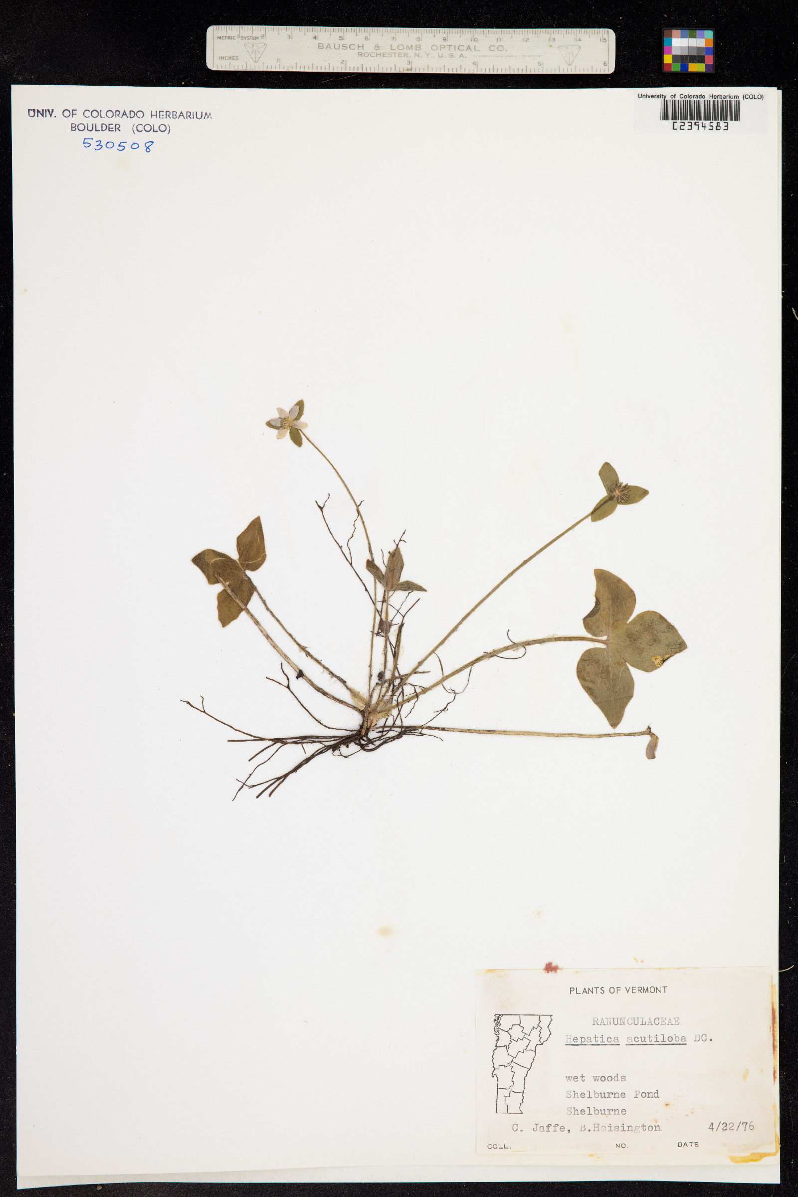 Anemone acutiloba image