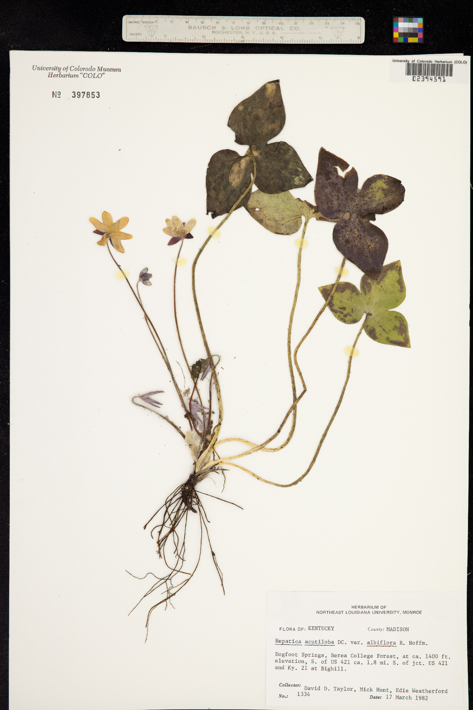 Anemone acutiloba image