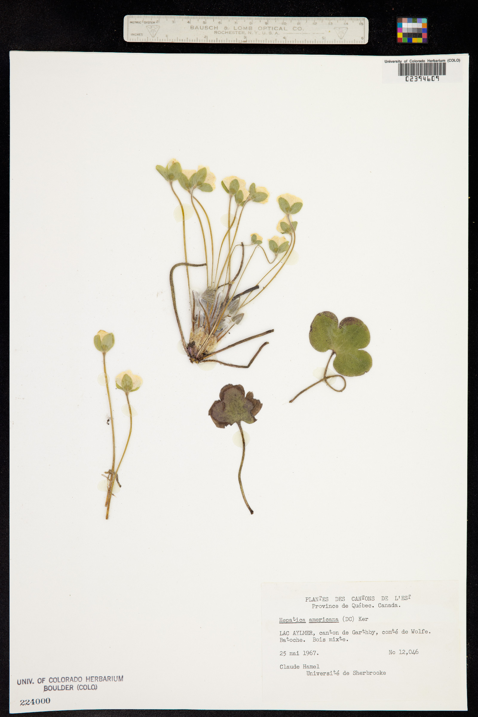 Hepatica triloba image