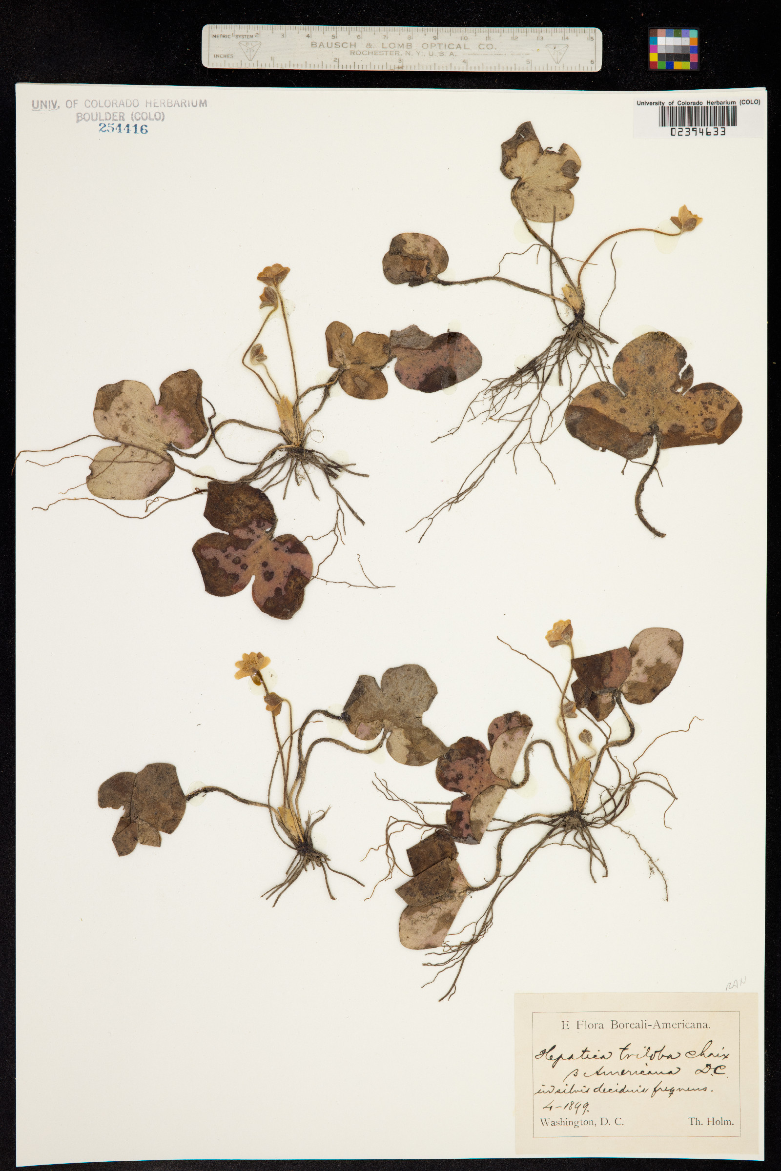 Hepatica triloba image