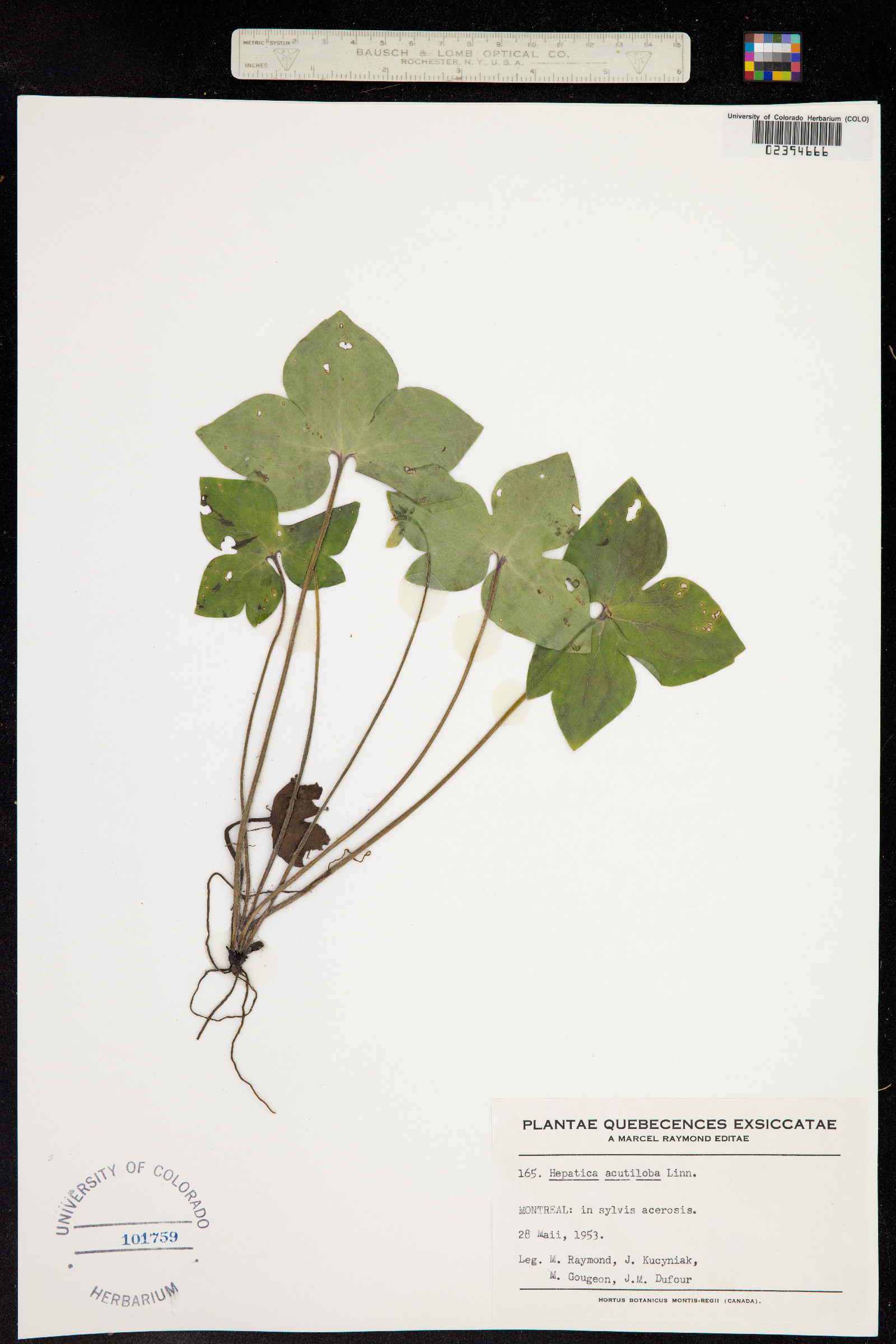 Anemone acutiloba image