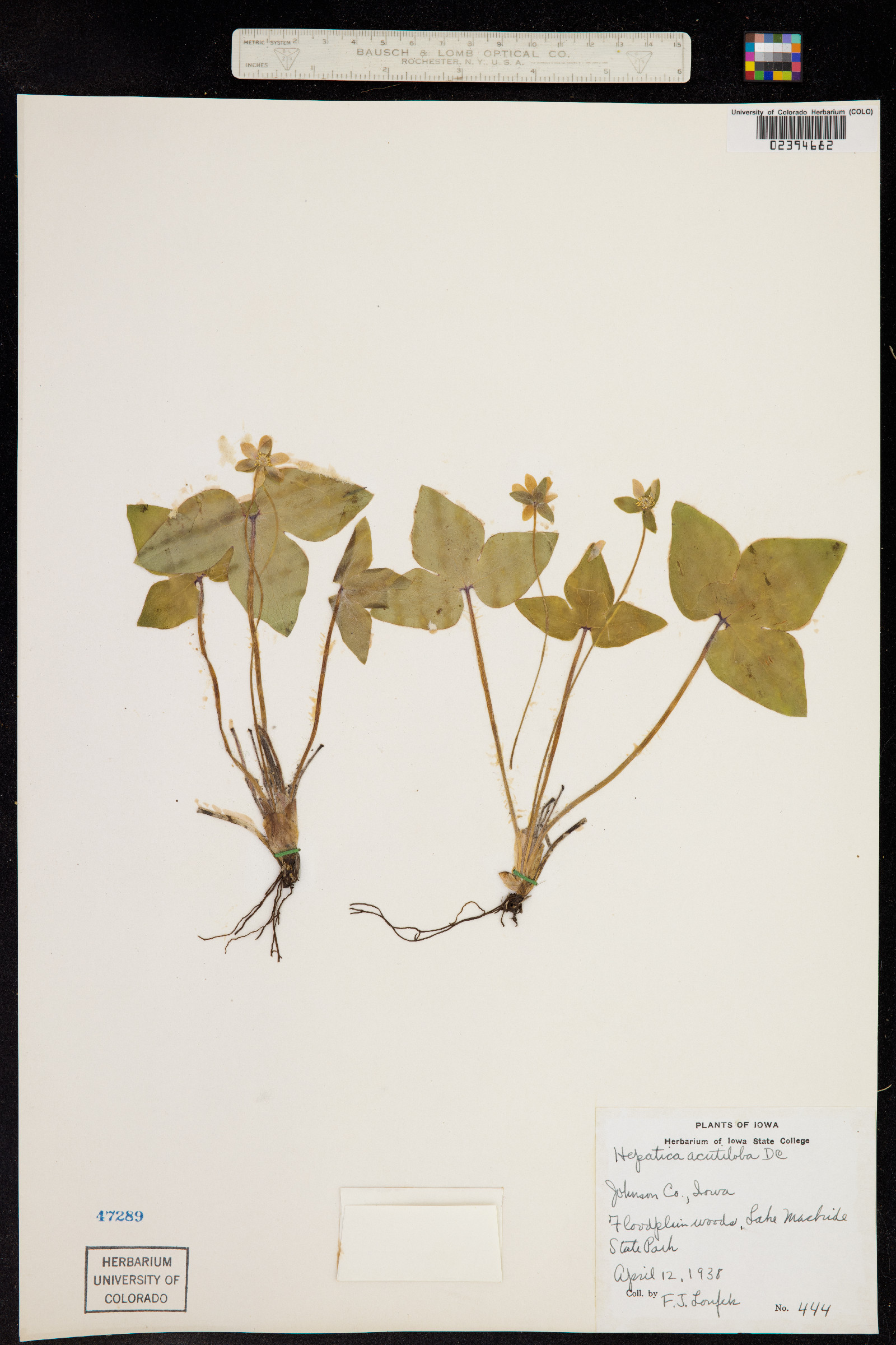 Anemone acutiloba image