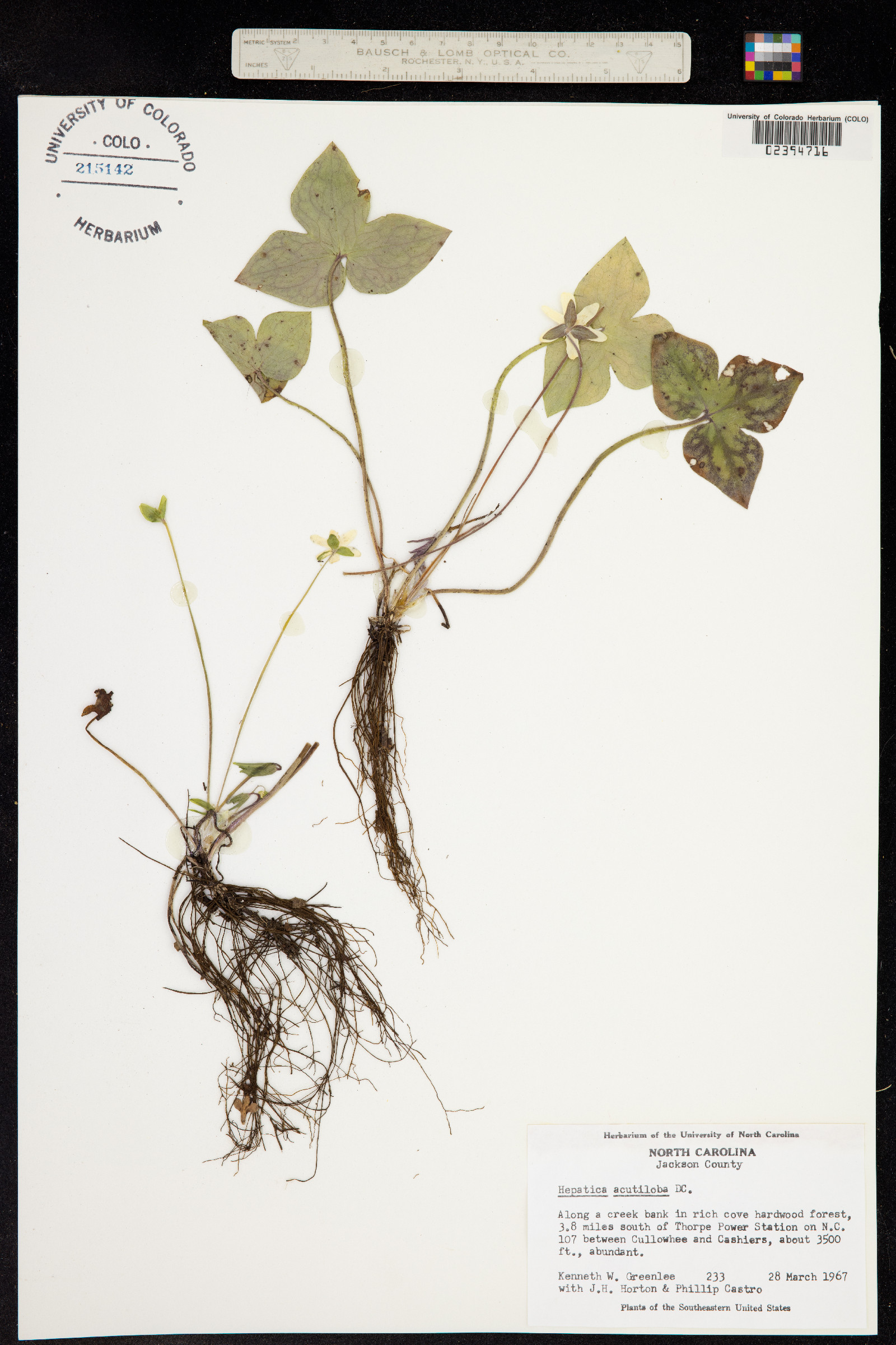 Anemone acutiloba image