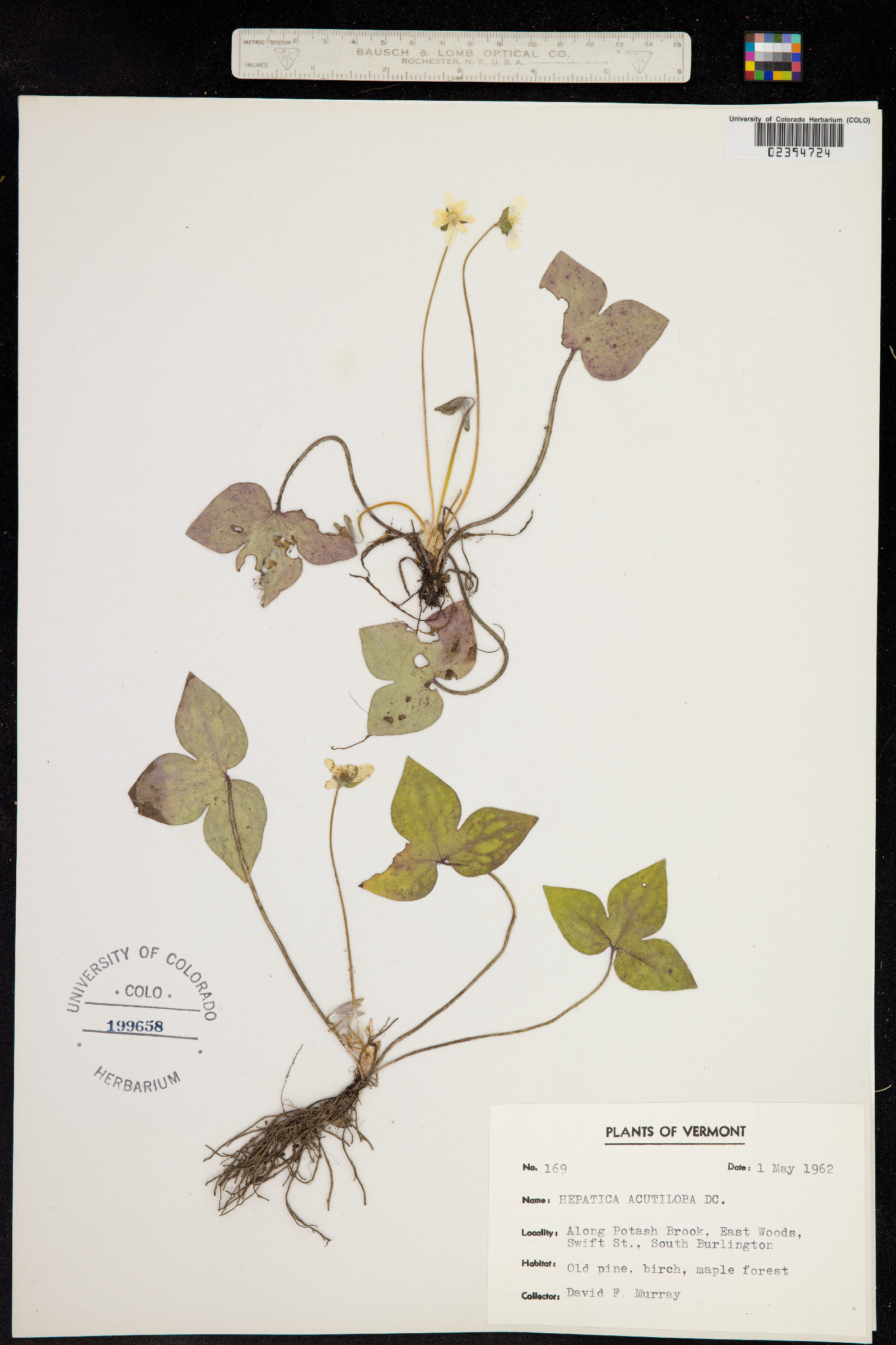 Anemone acutiloba image