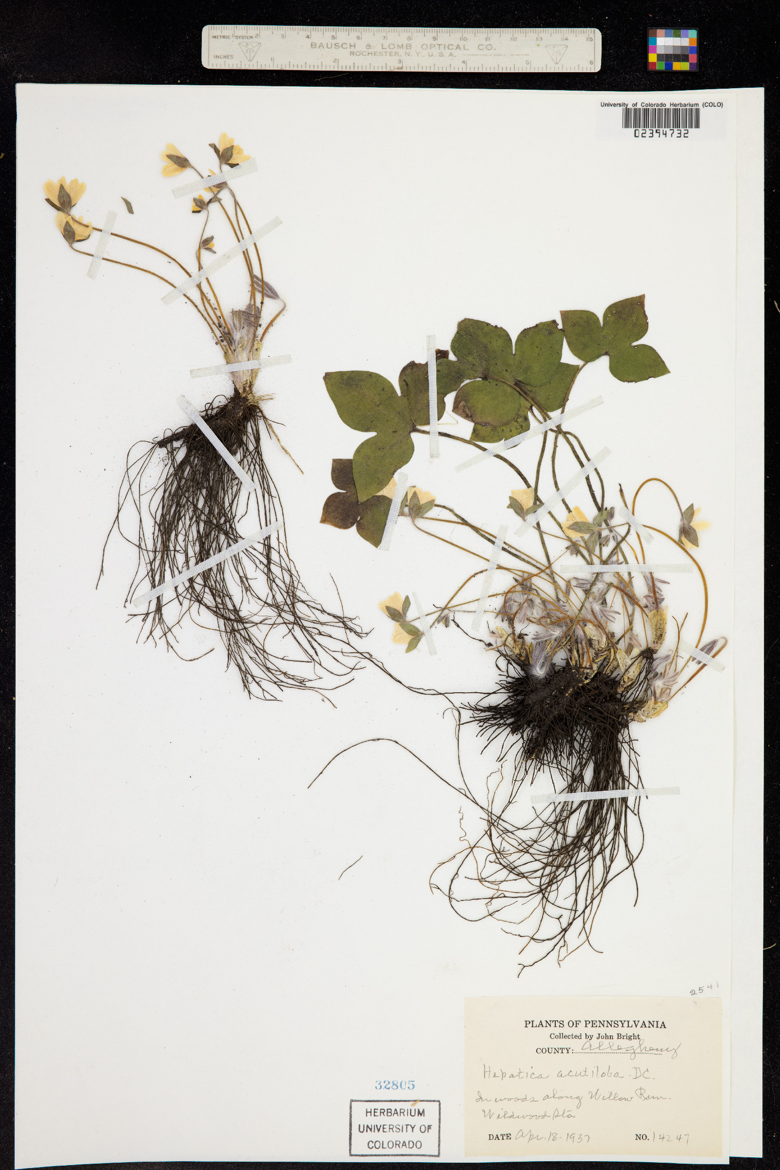 Anemone acutiloba image