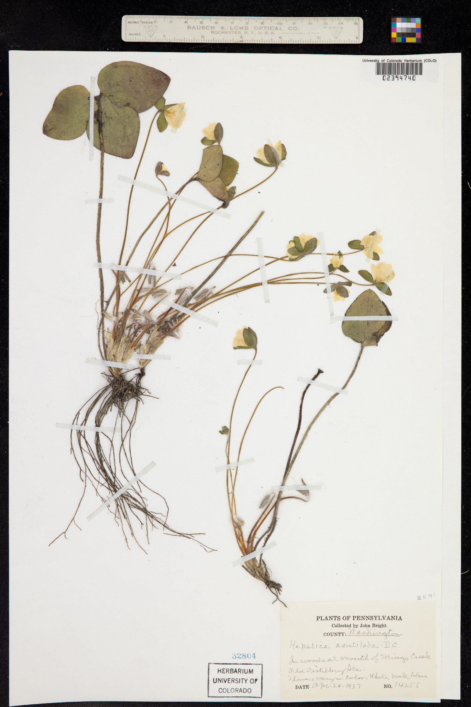 Anemone acutiloba image