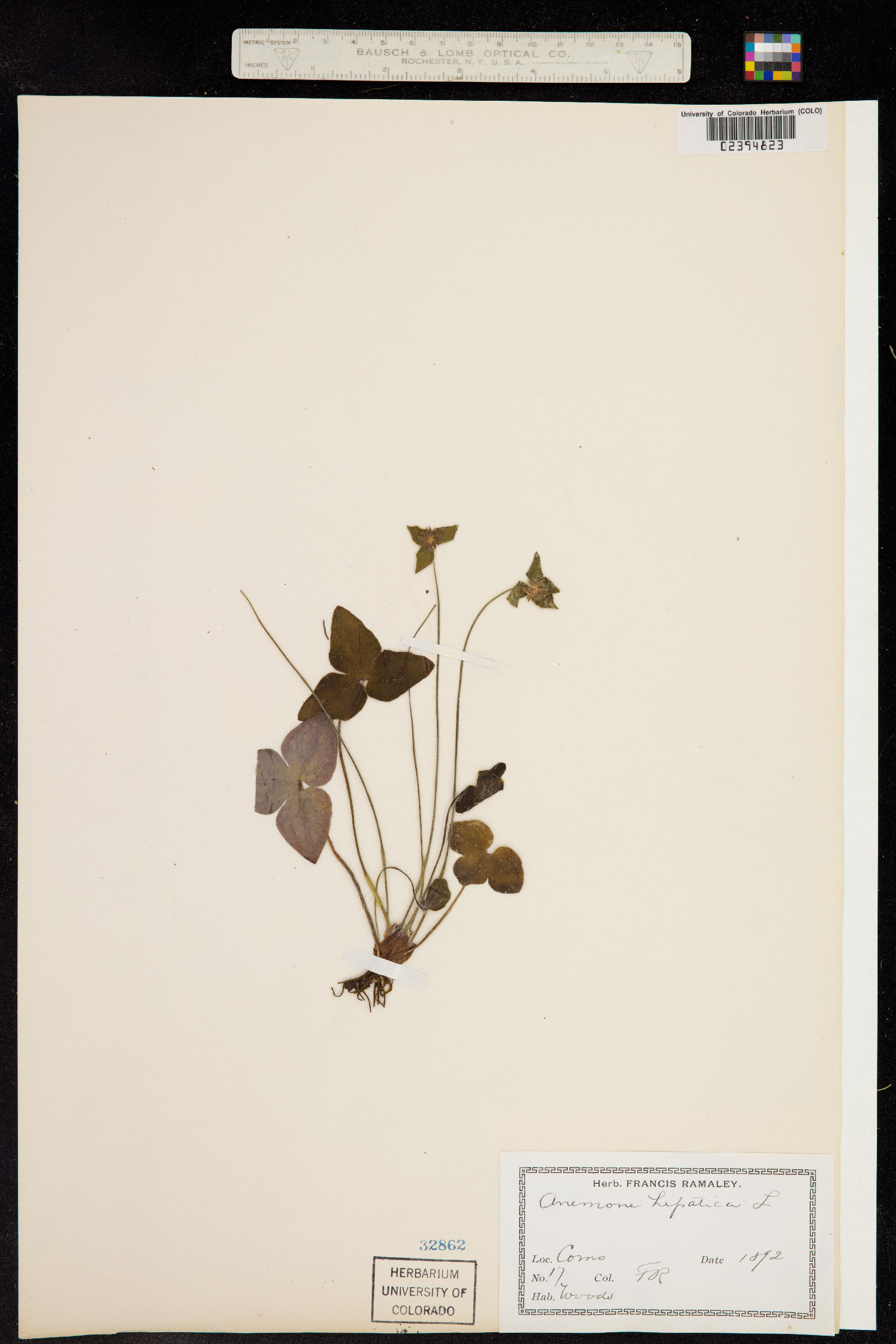 Anemone acutiloba image