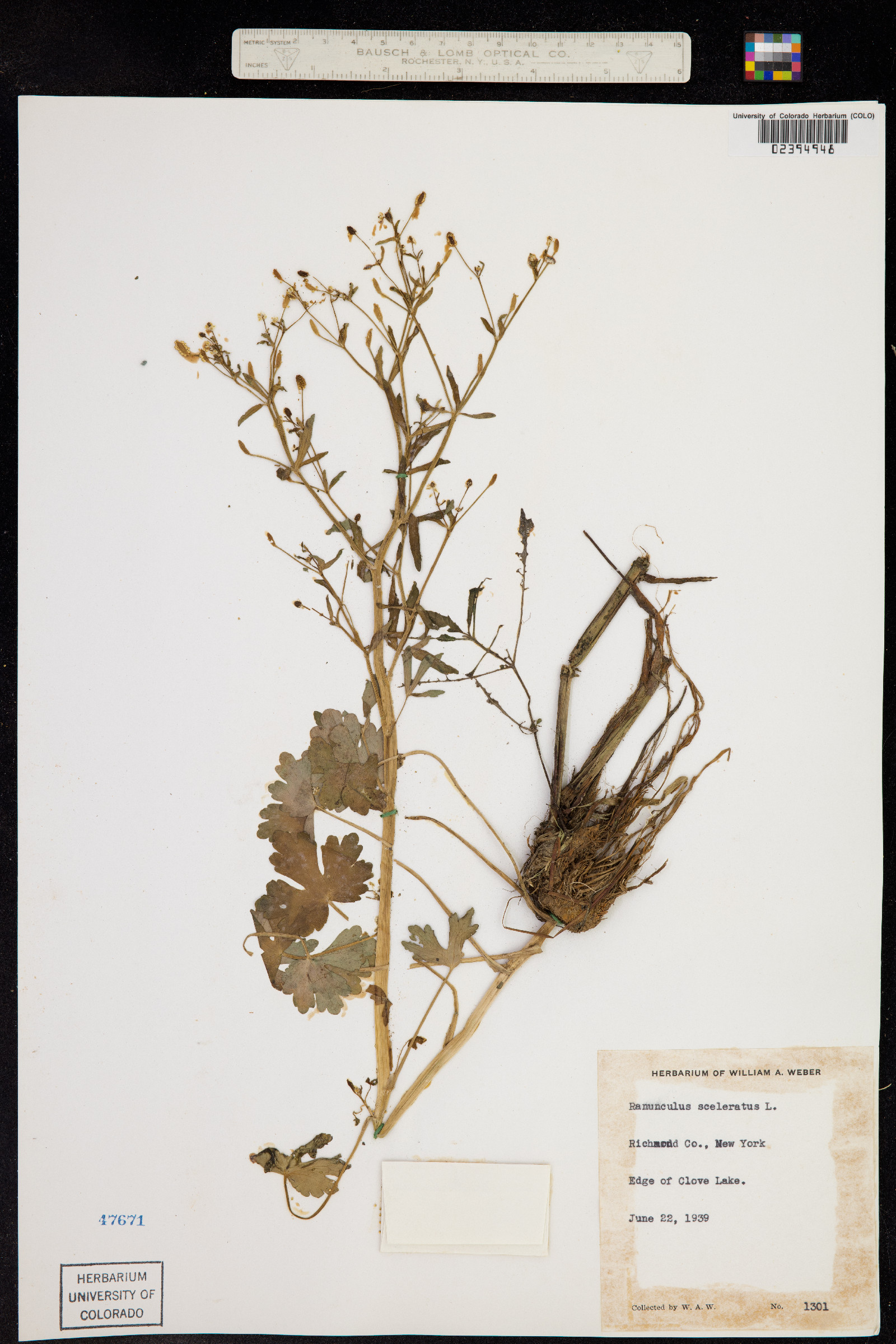 Ranunculus sceleratus image