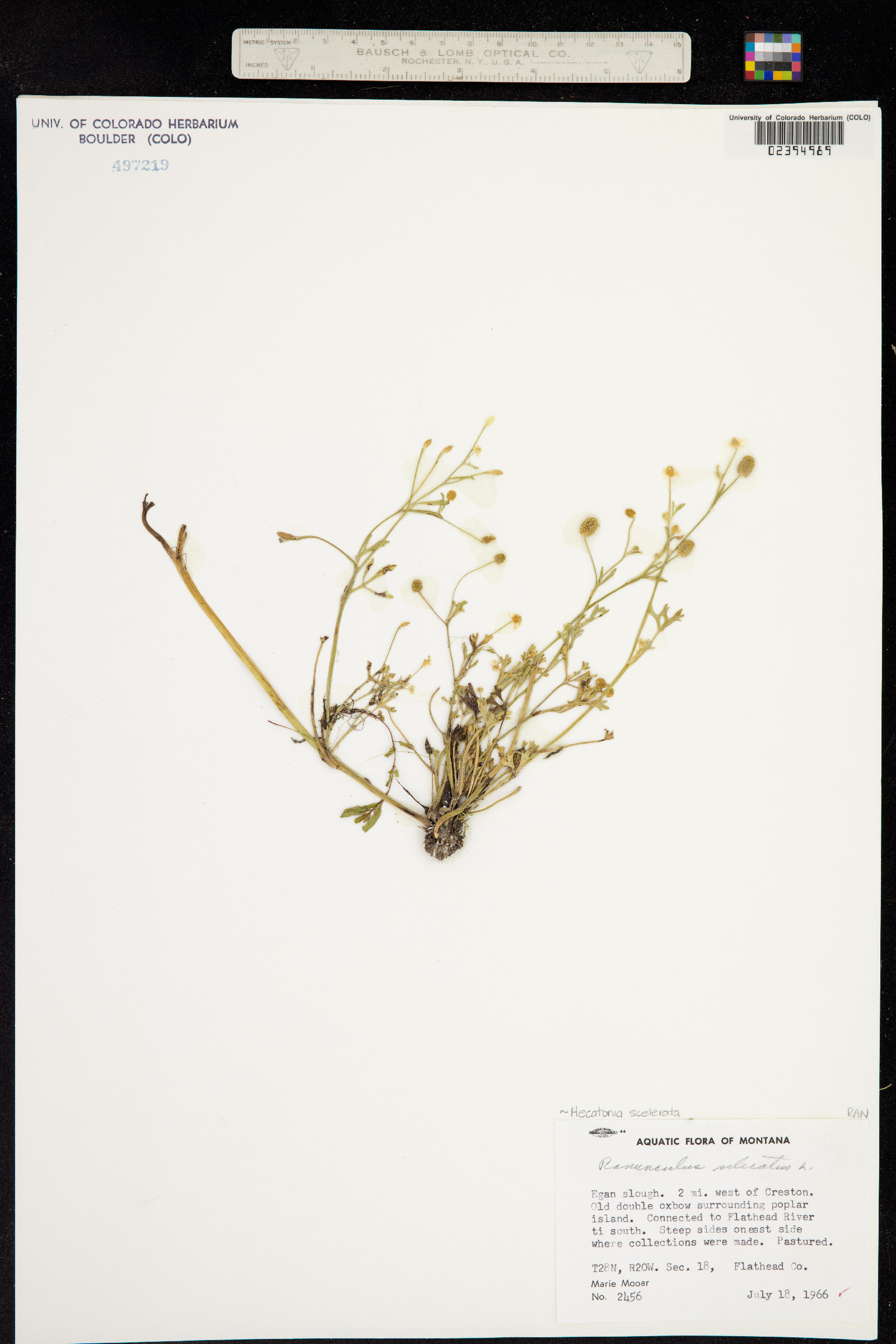 Ranunculus sceleratus image