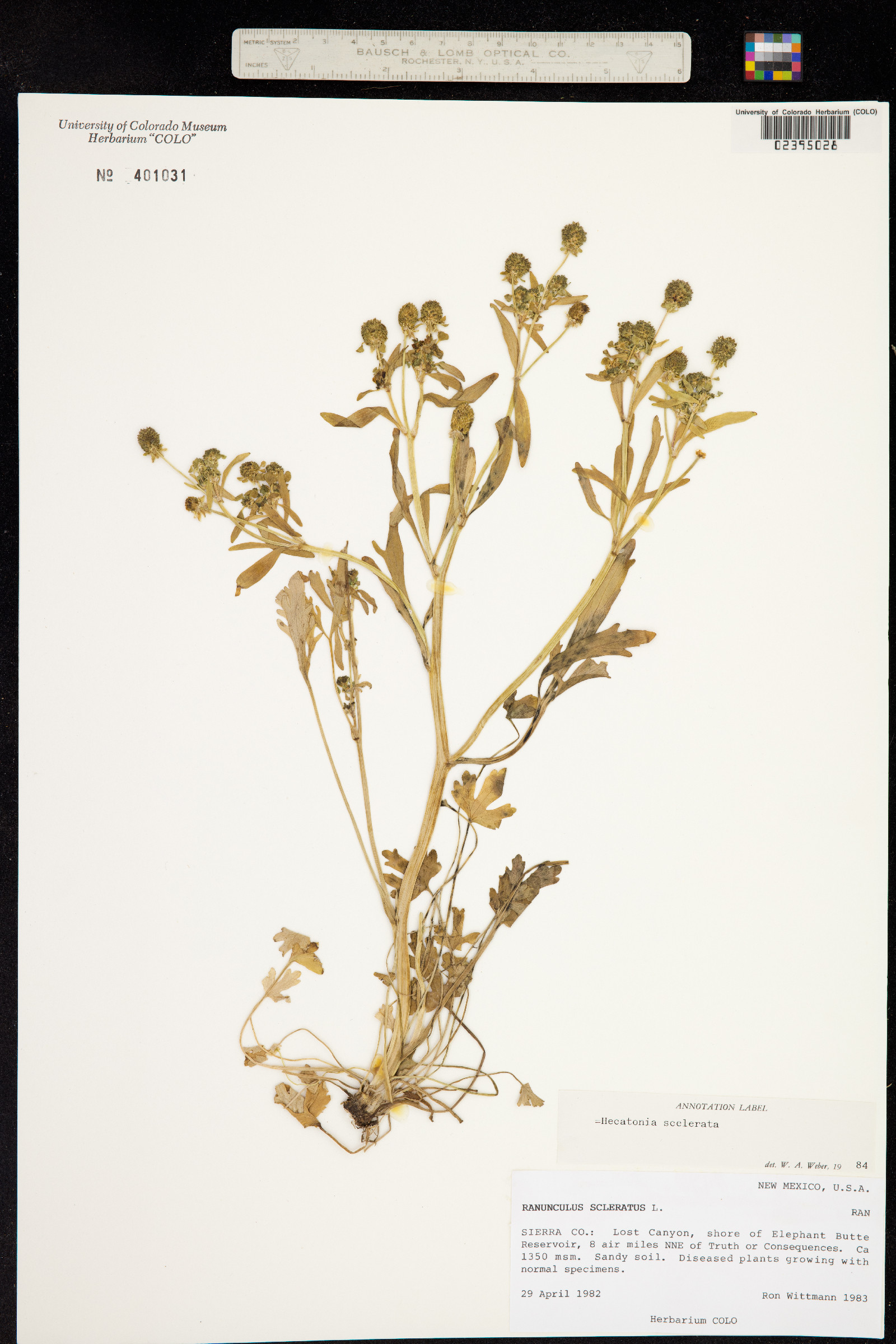 Ranunculus sceleratus image