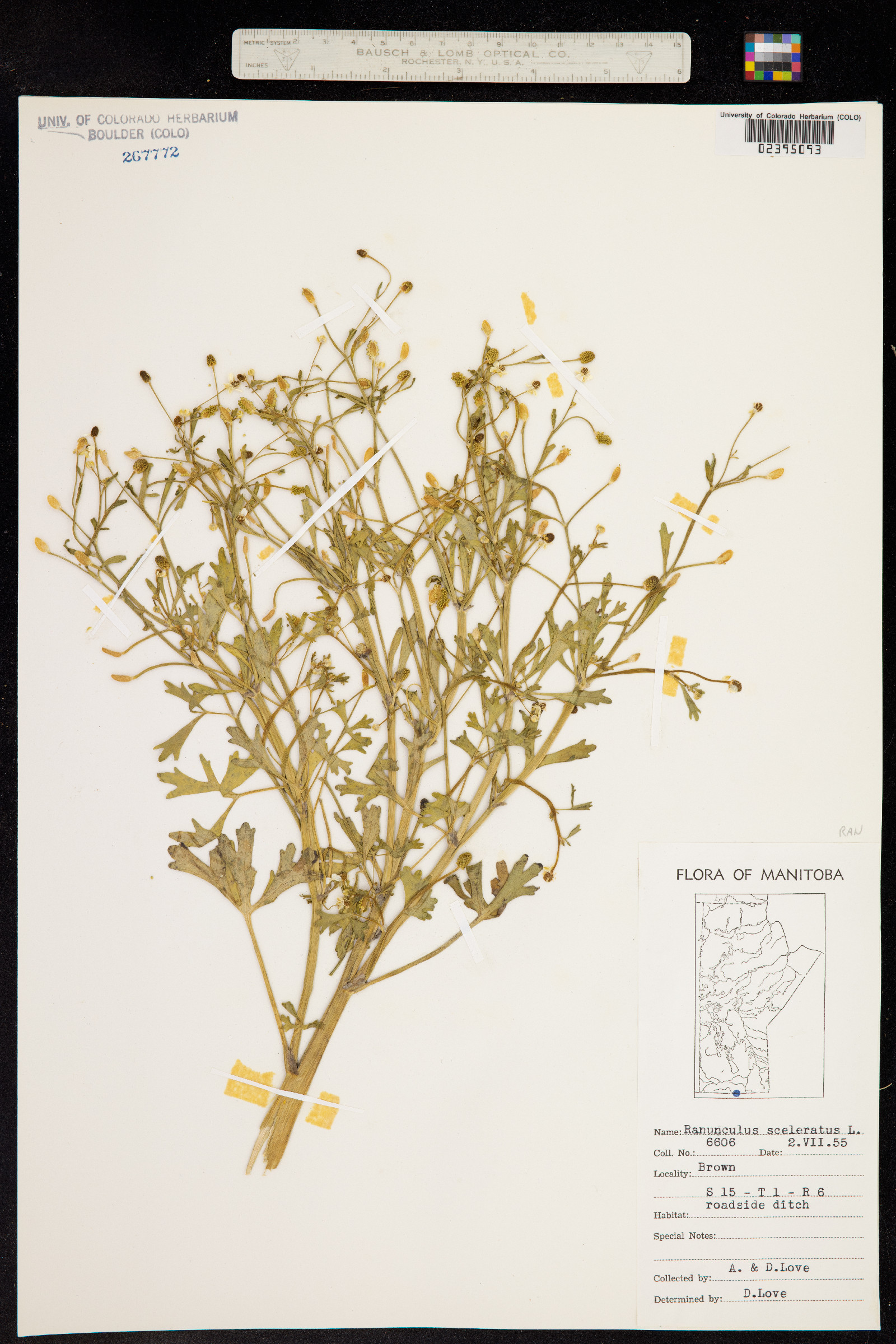 Ranunculus sceleratus image