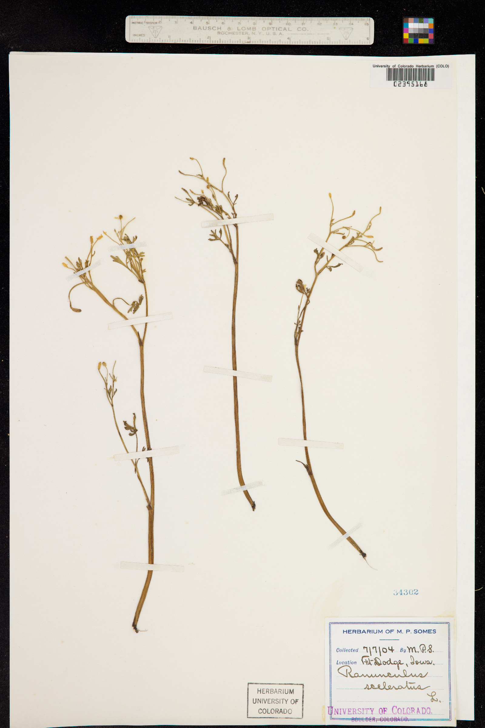 Ranunculus sceleratus image