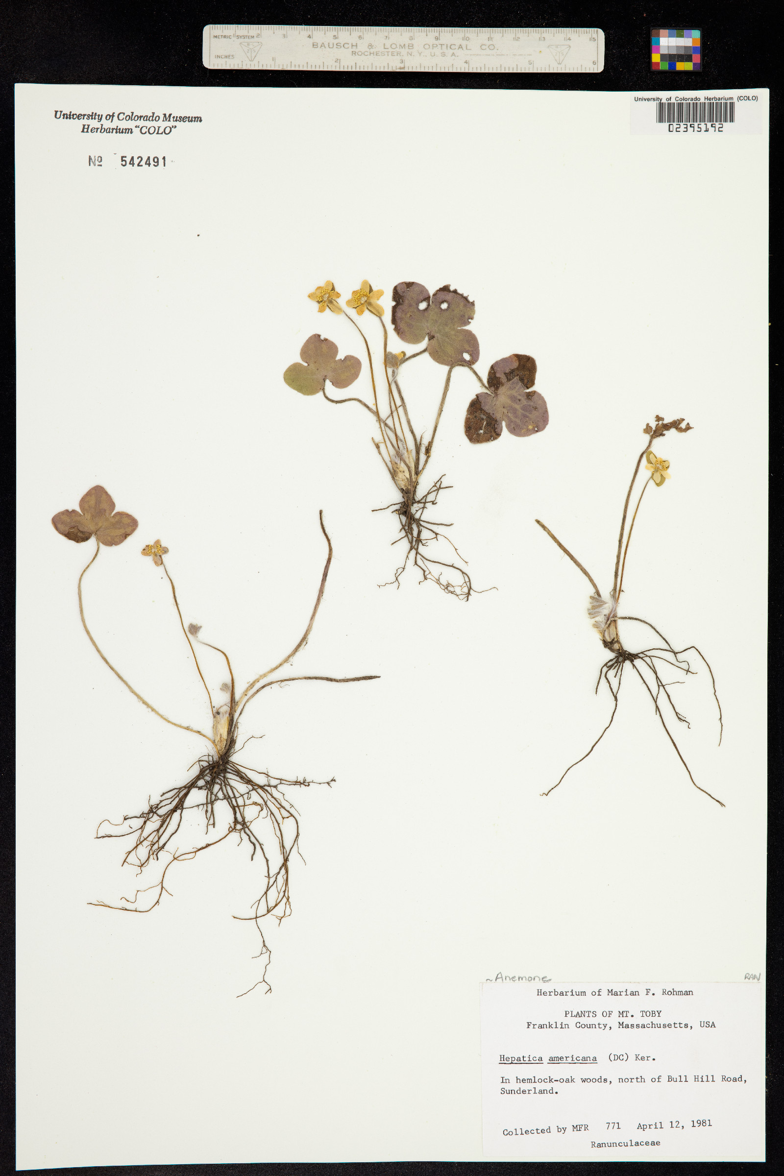 Hepatica triloba image