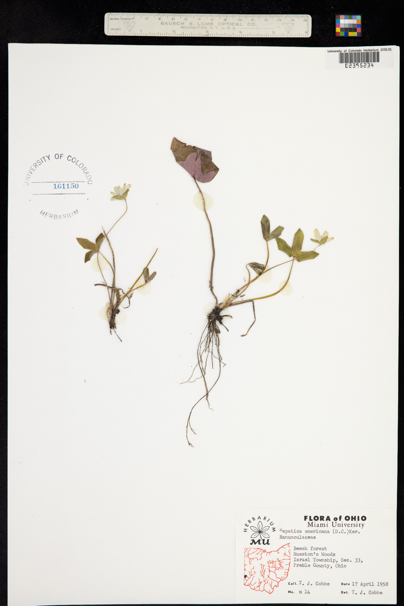 Hepatica triloba image