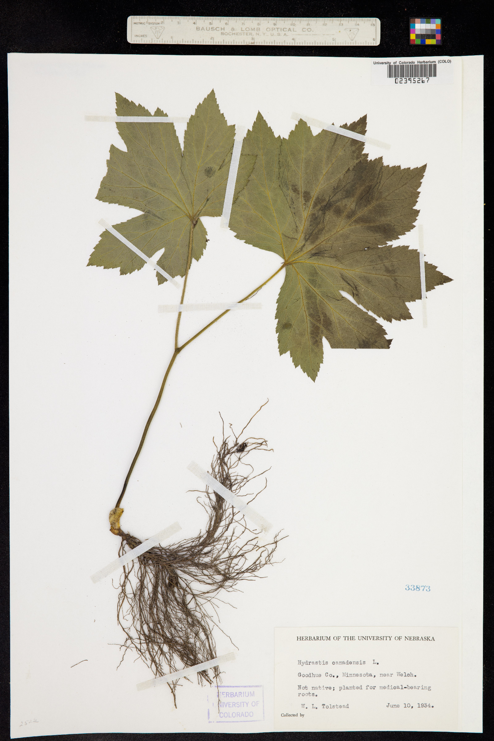 Hydrastis image