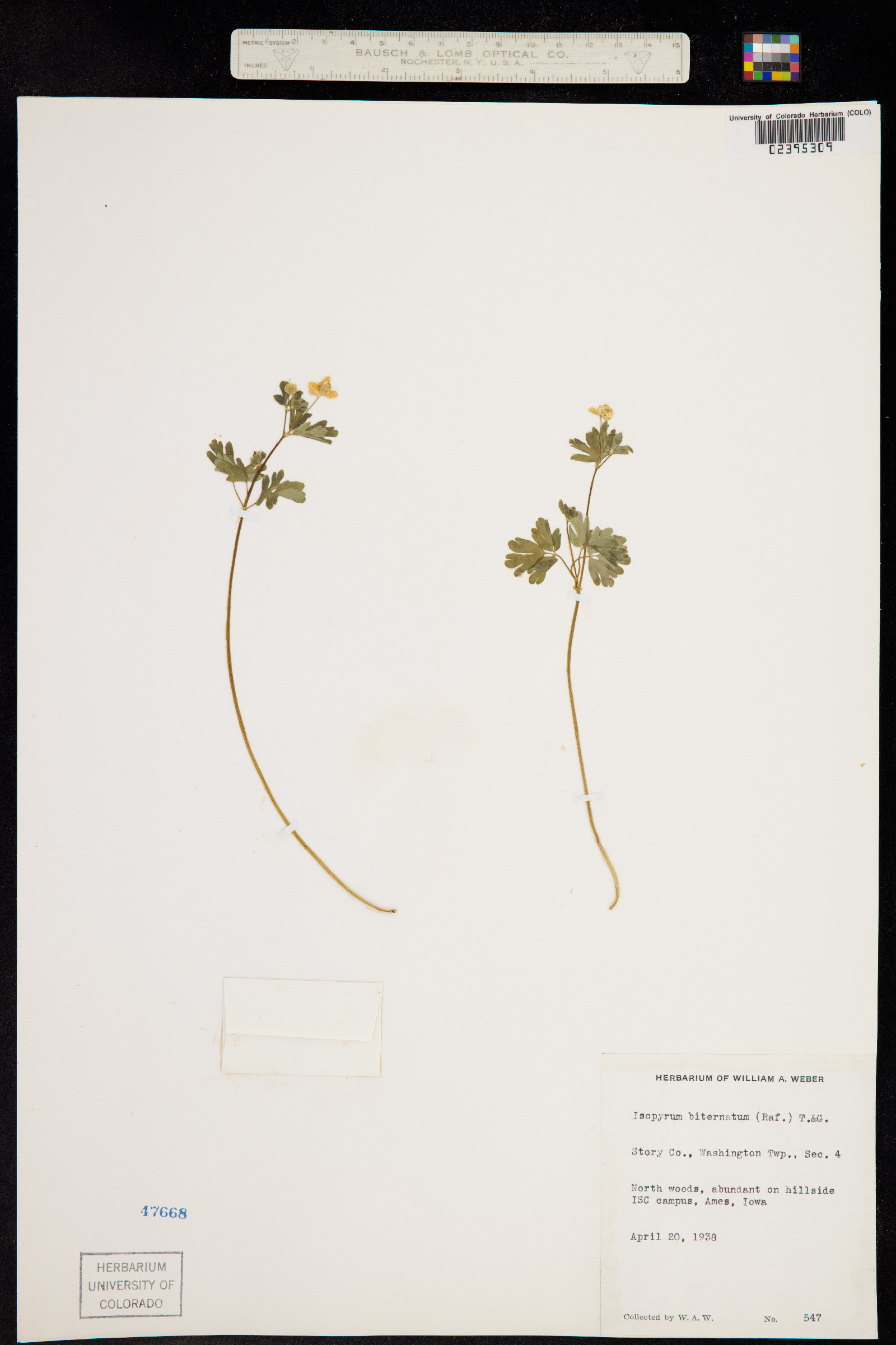 Enemion biternatum image