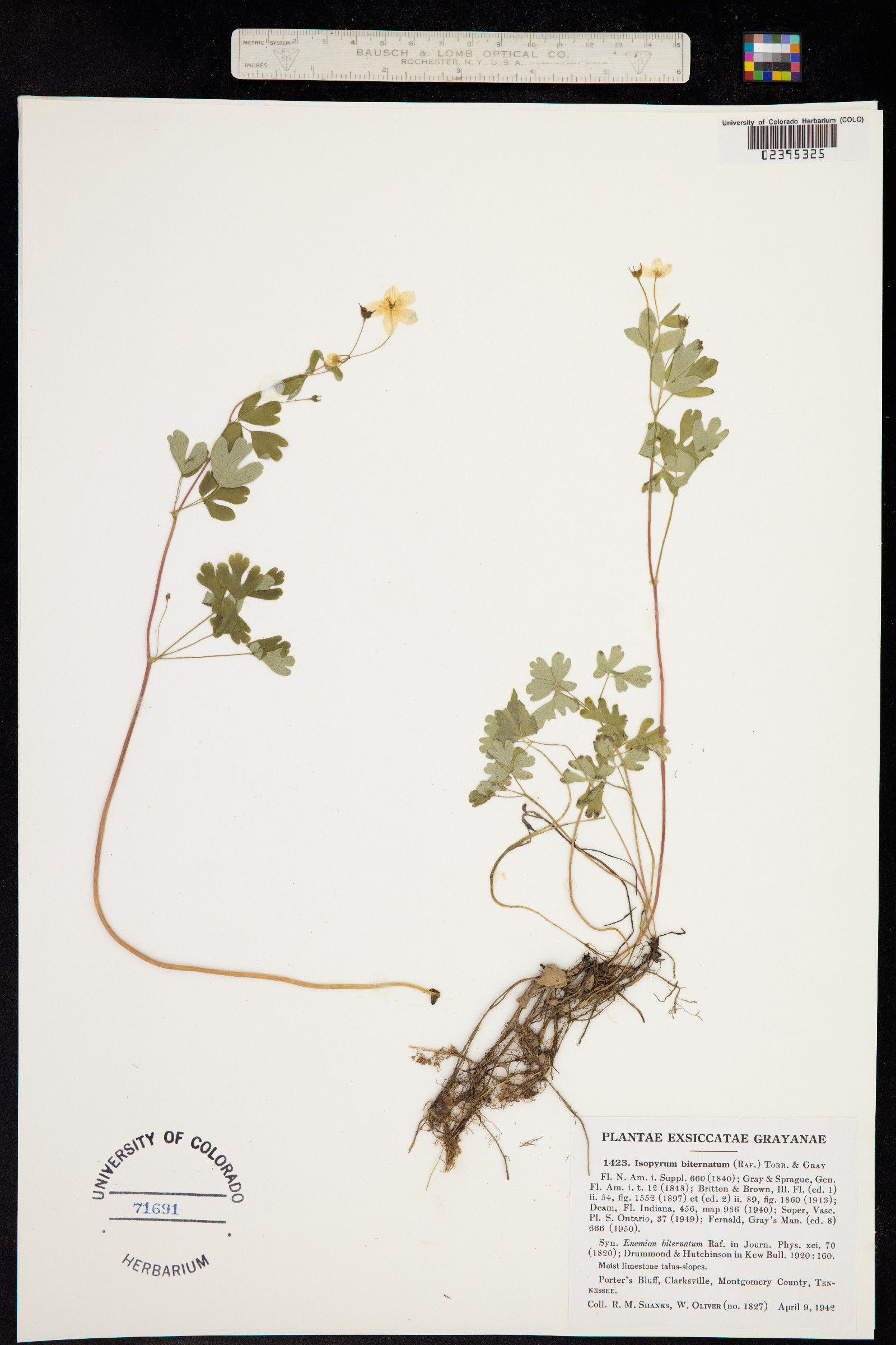 Enemion biternatum image