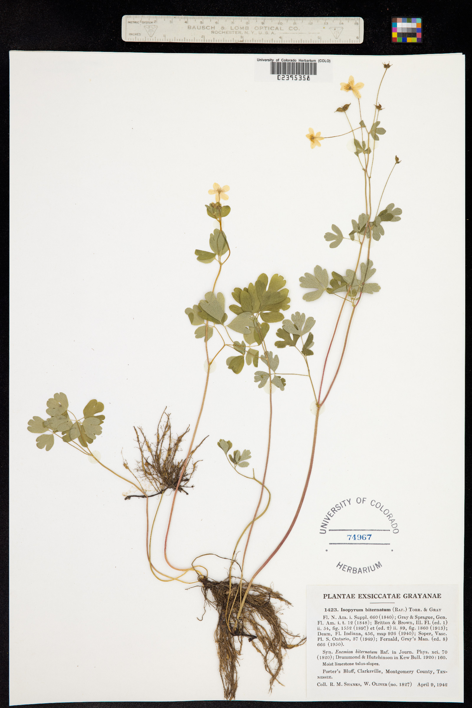 Enemion biternatum image