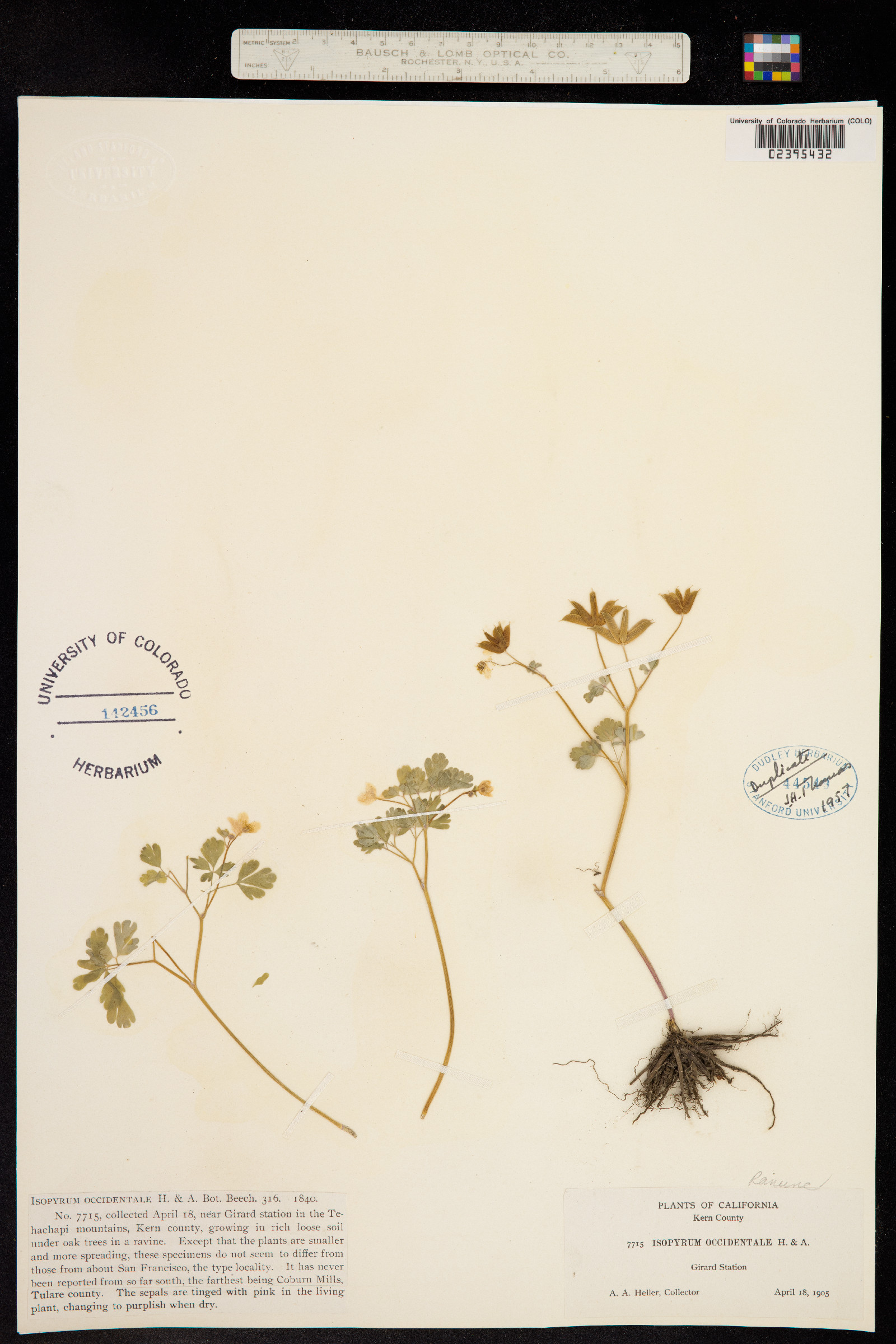 Enemion occidentale image