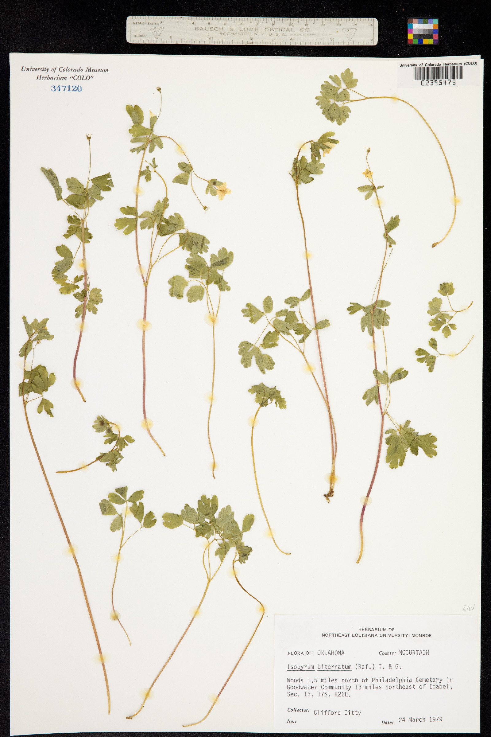 Enemion biternatum image