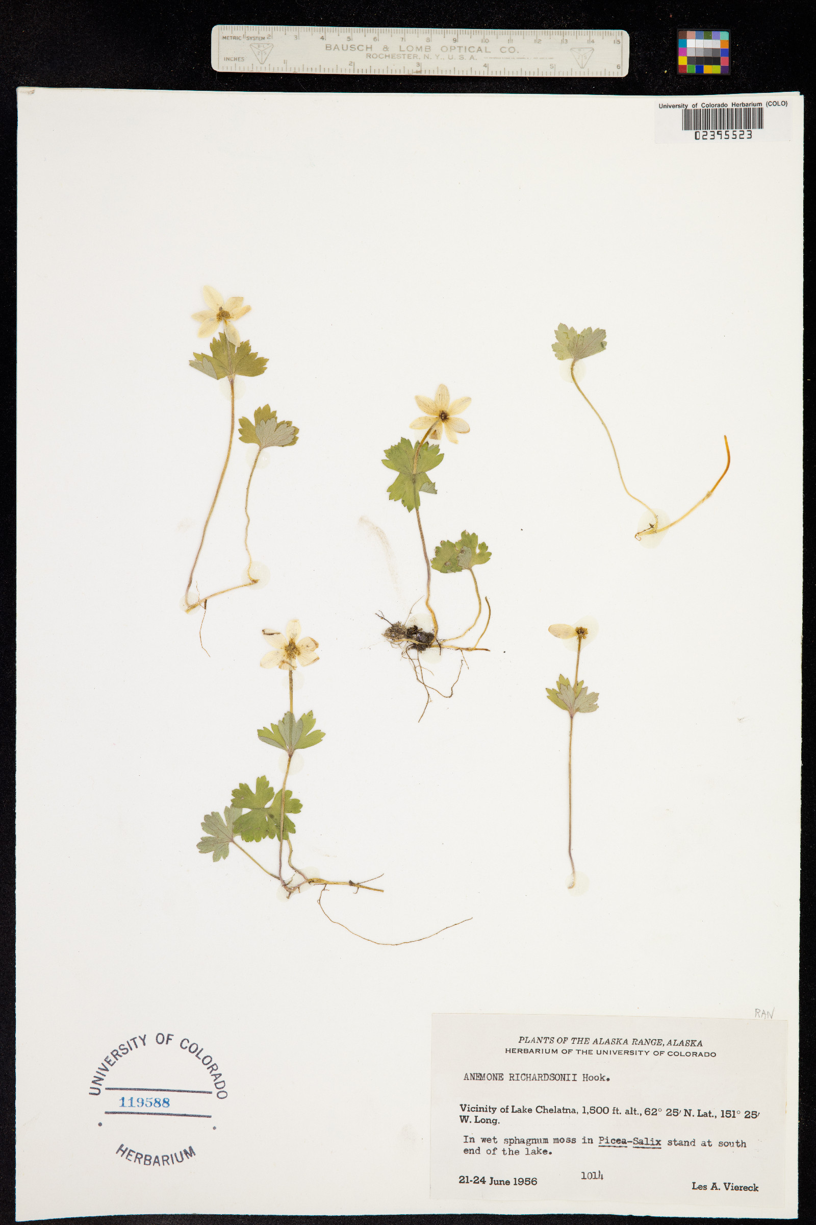 Anemone richardsonii image