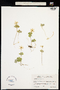 Anemone richardsonii image