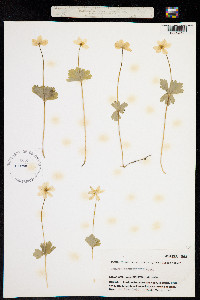 Anemone richardsonii image