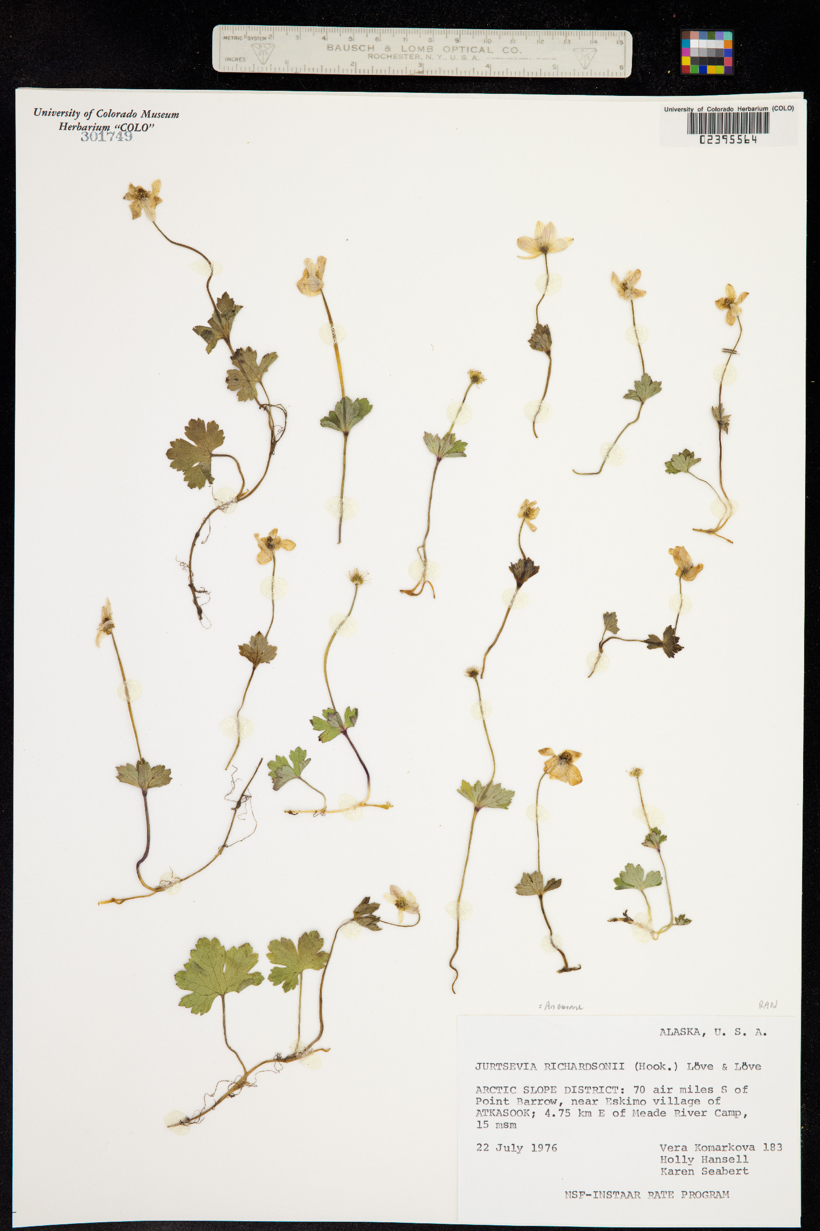 Anemone richardsonii image