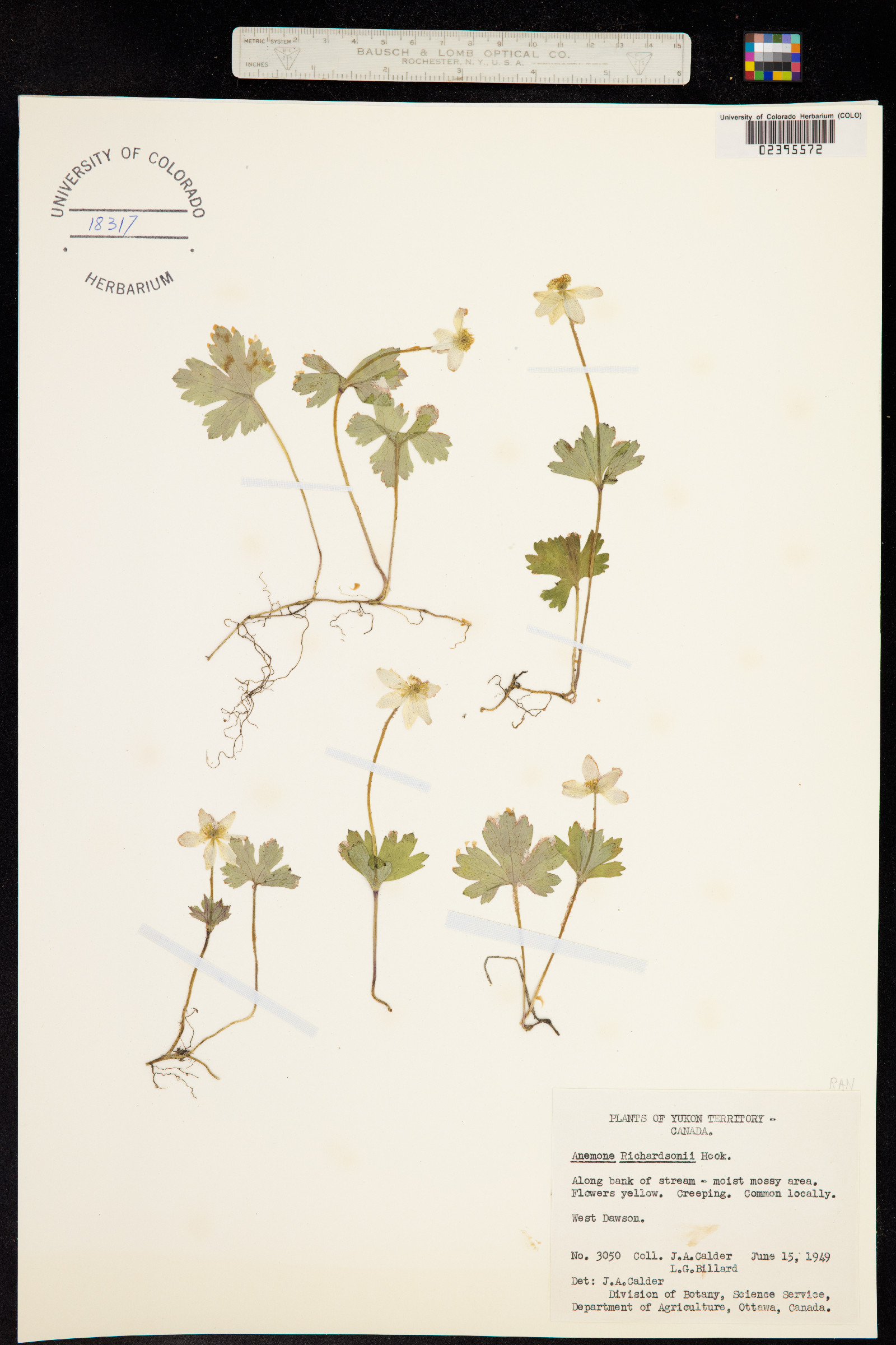 Anemone richardsonii image