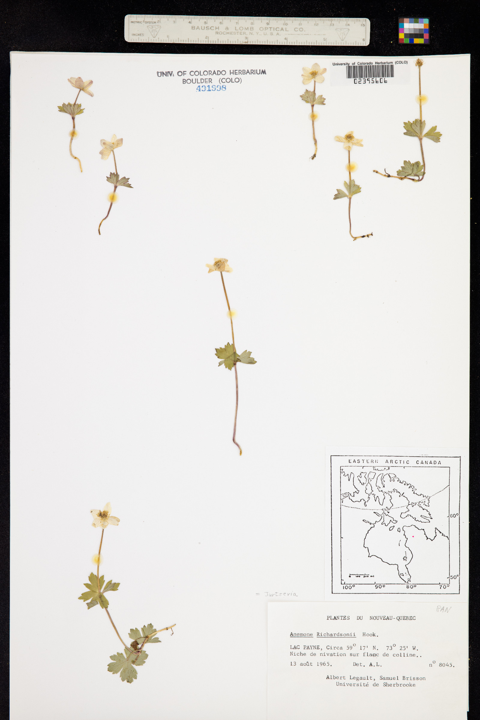 Anemone richardsonii image