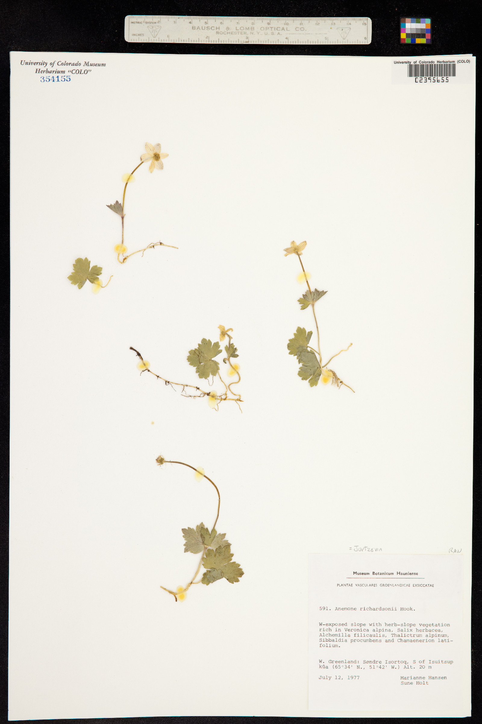 Anemone richardsonii image