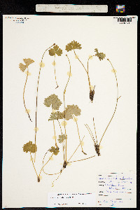 Ranunculus cooleyae image