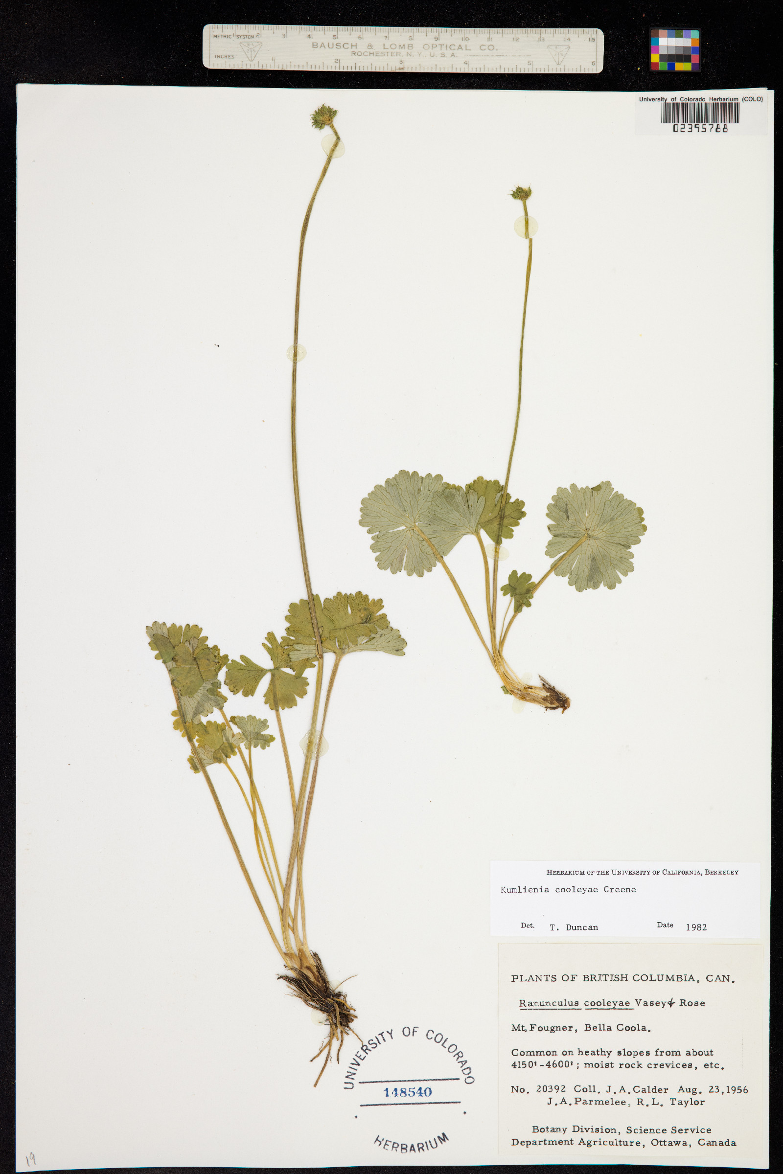Ranunculus cooleyae image