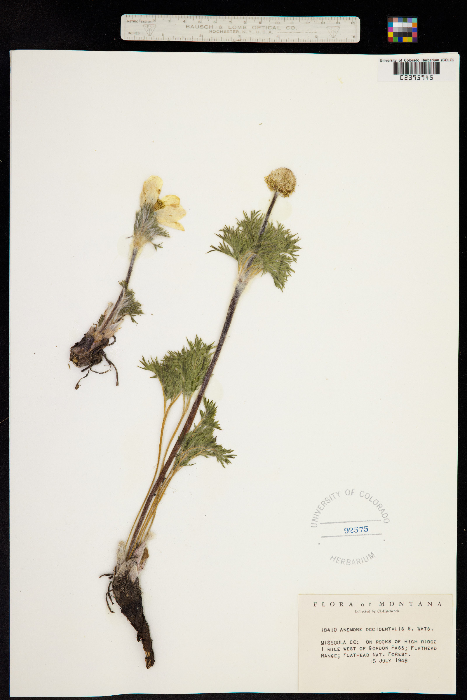 Anemone occidentalis image