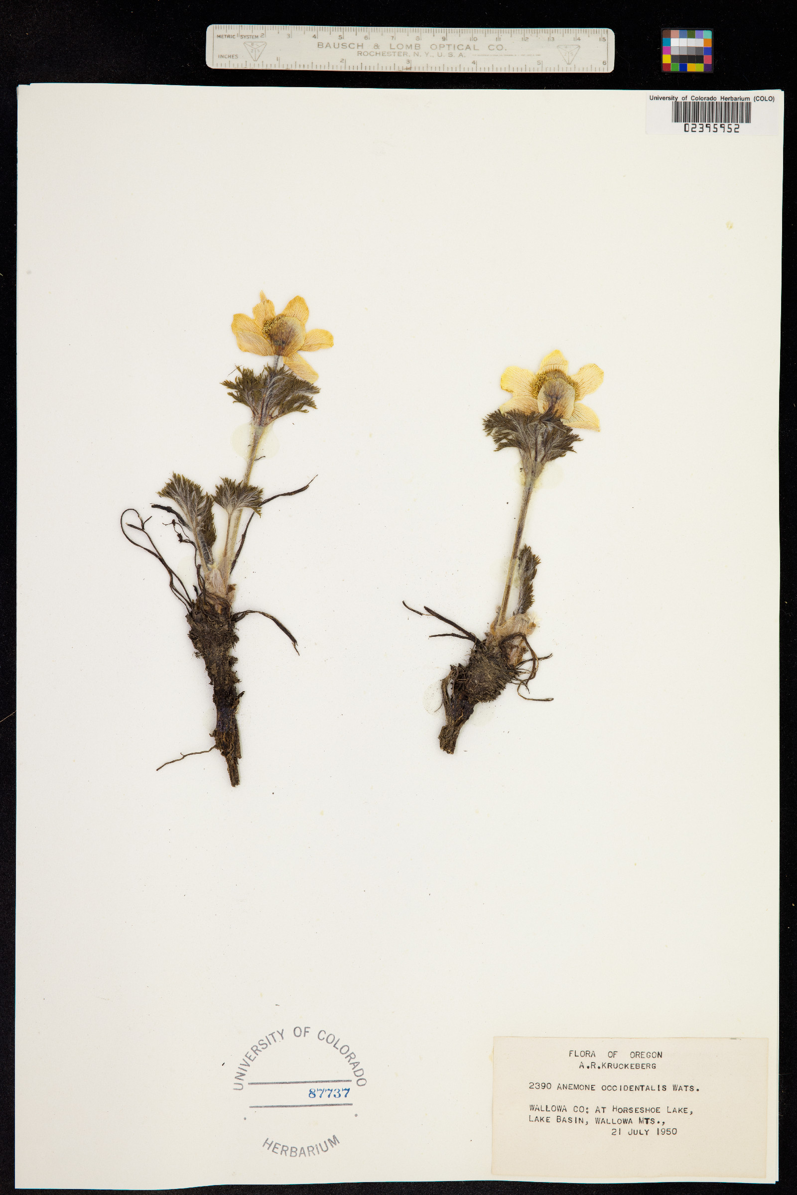 Anemone occidentalis image