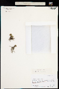 Image of Ranunculus kamchaticus