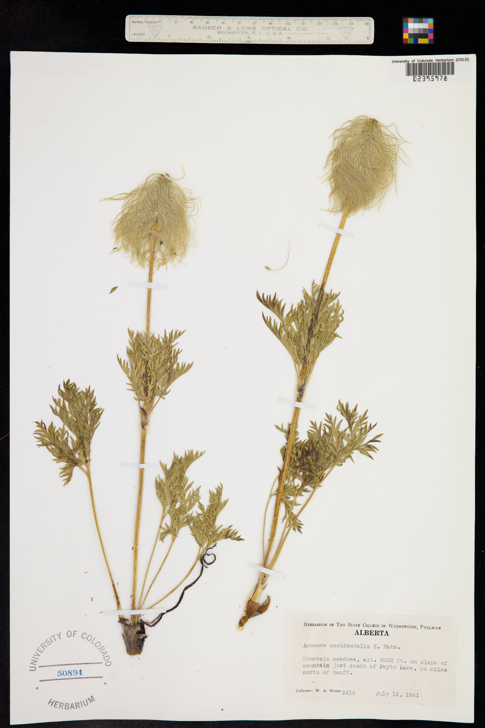 Anemone occidentalis image