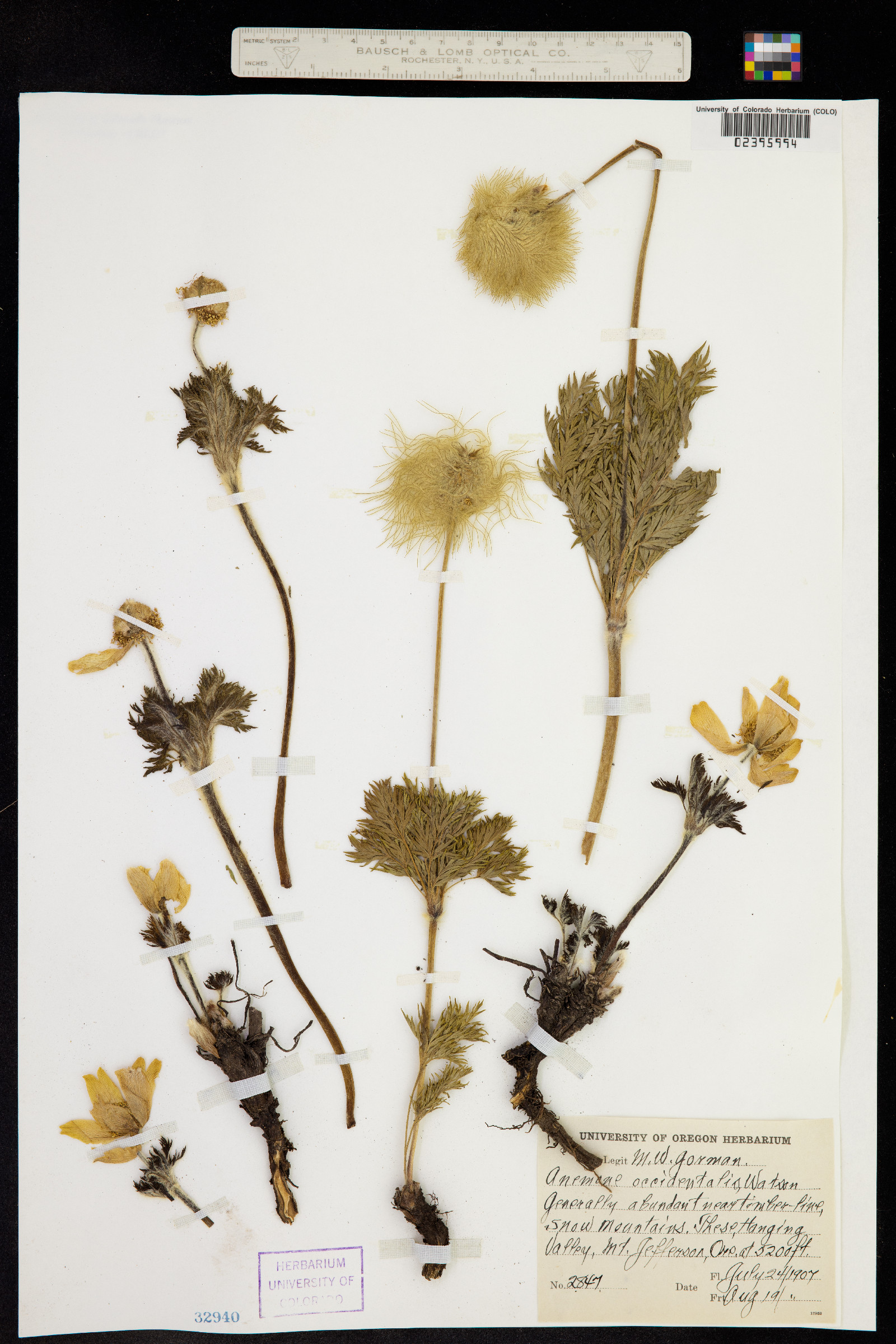 Anemone occidentalis image