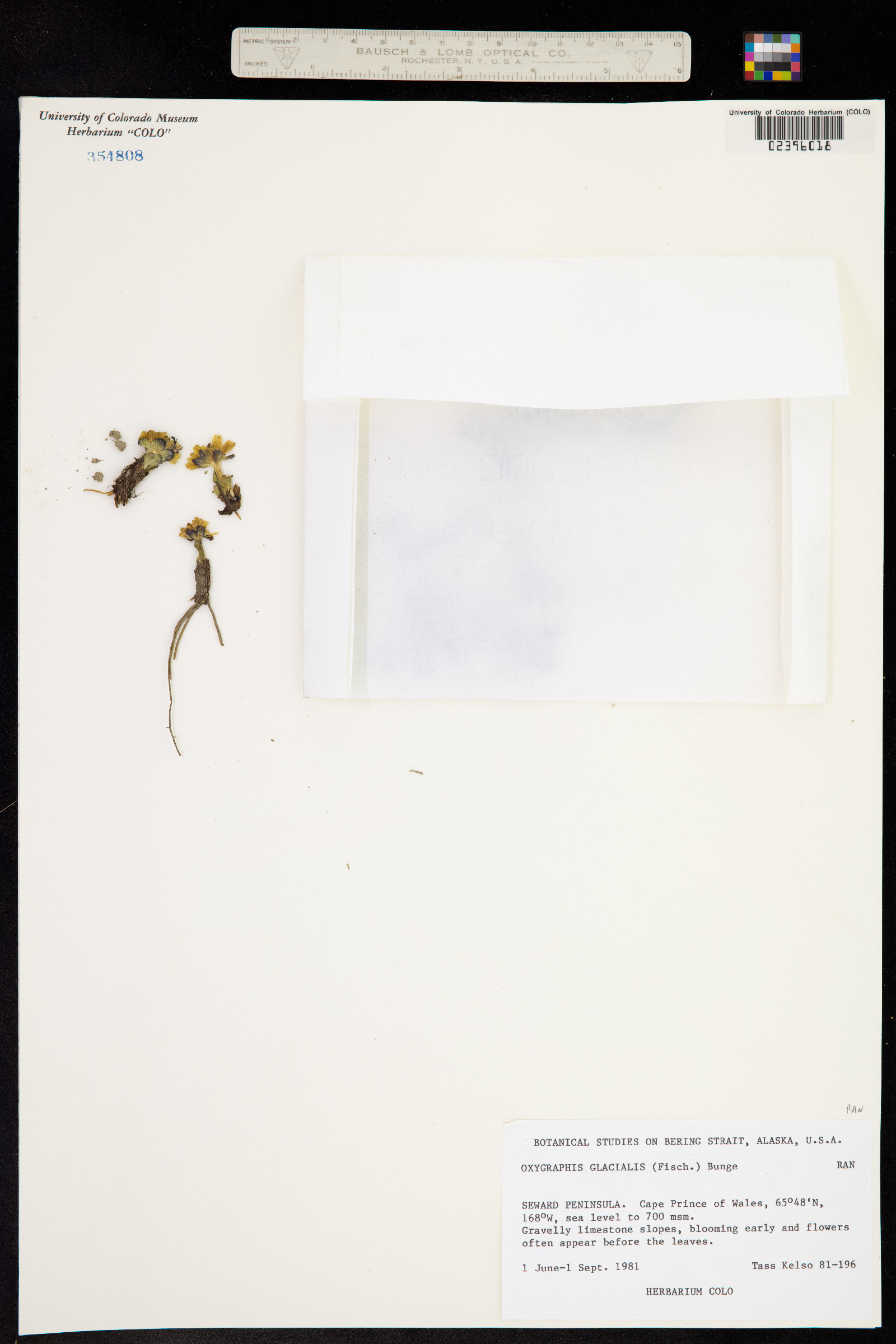 Ranunculus kamchaticus image