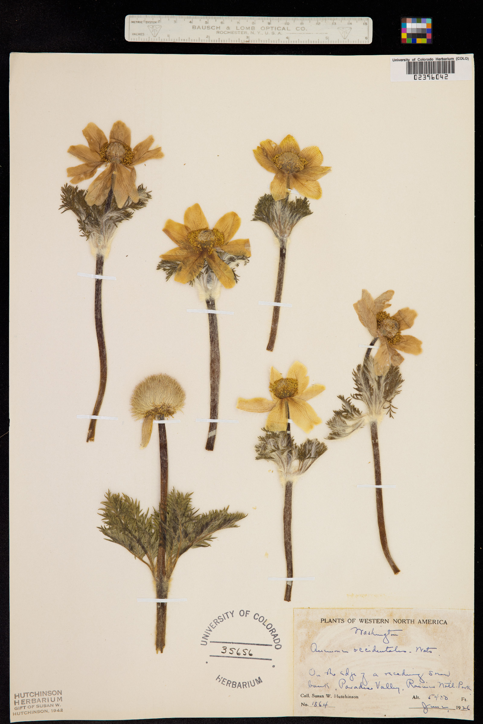 Anemone occidentalis image