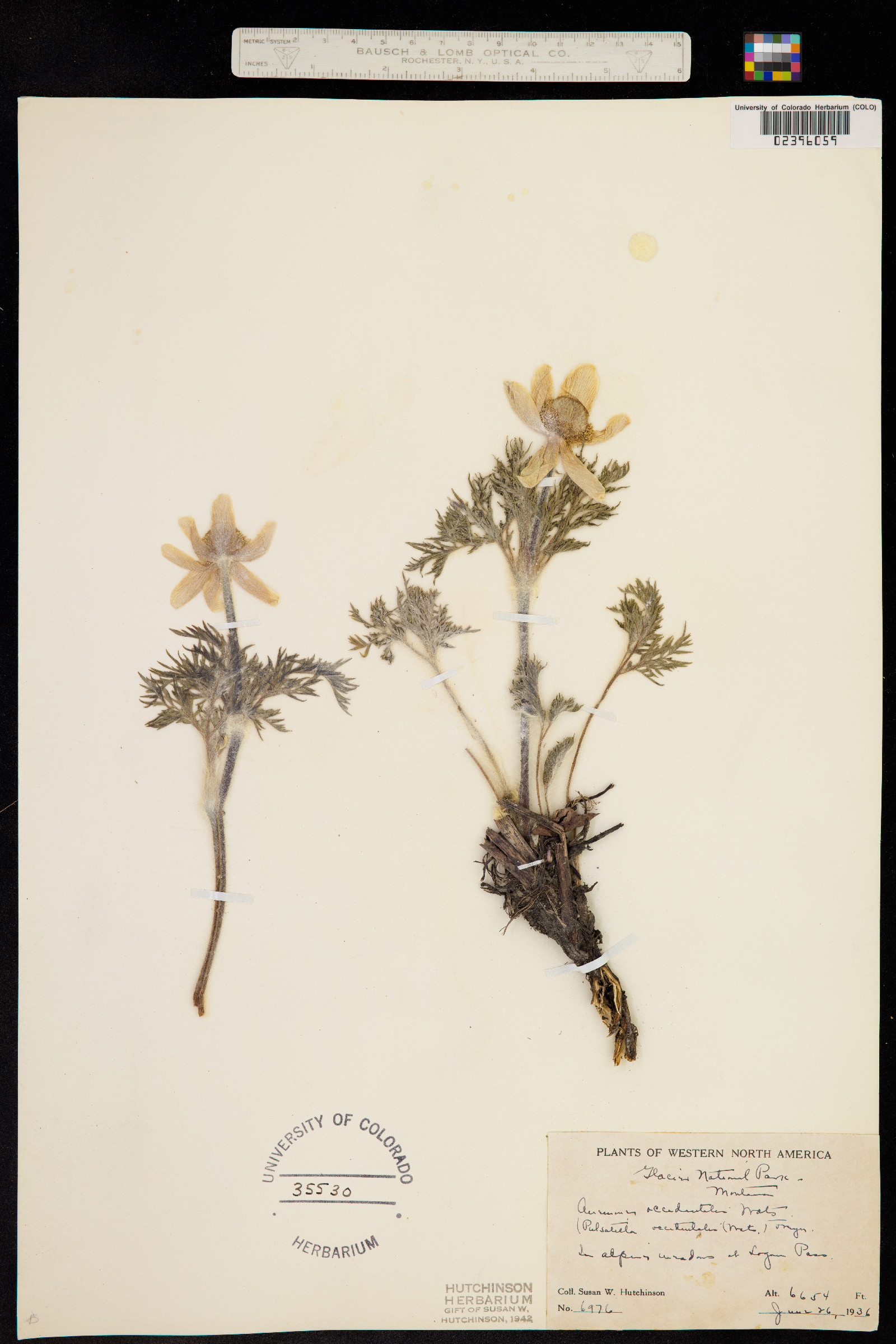 Anemone image