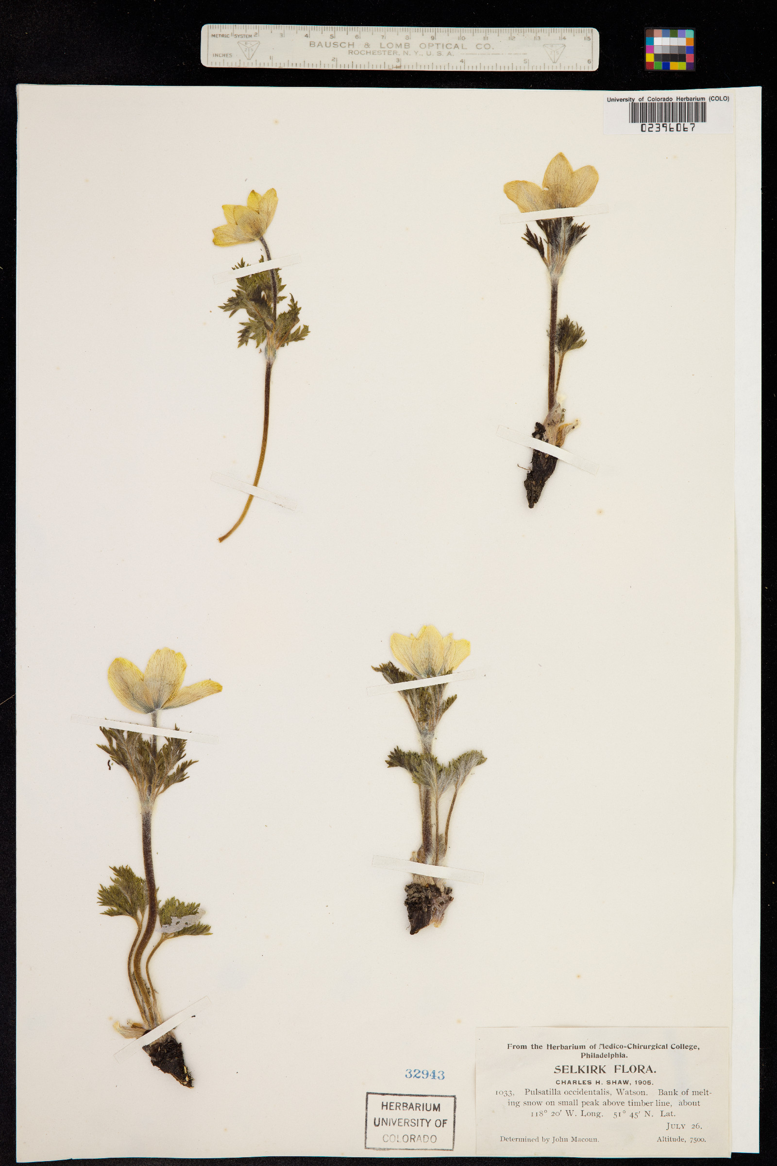 Anemone occidentalis image